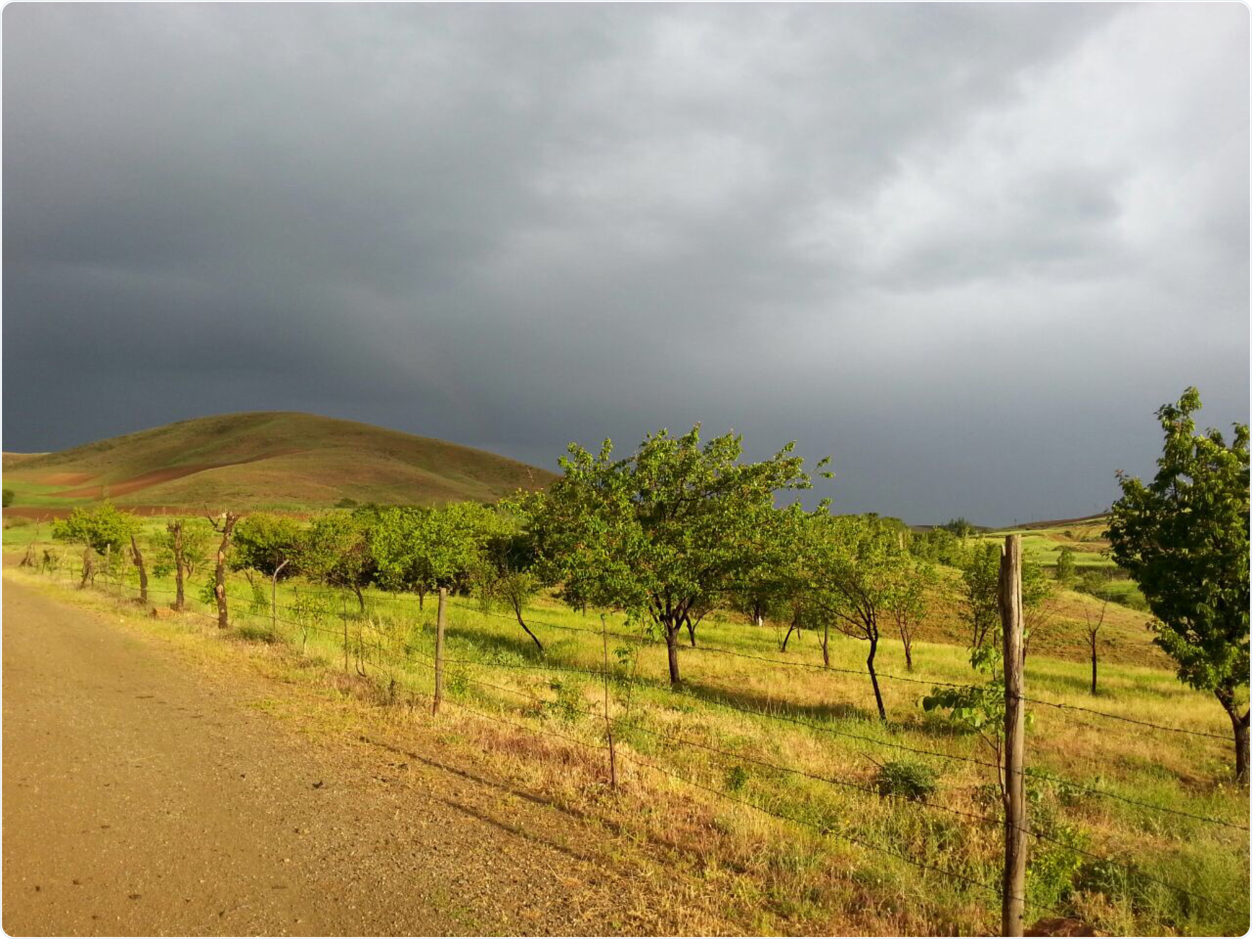 Elaeagnus angustifolia