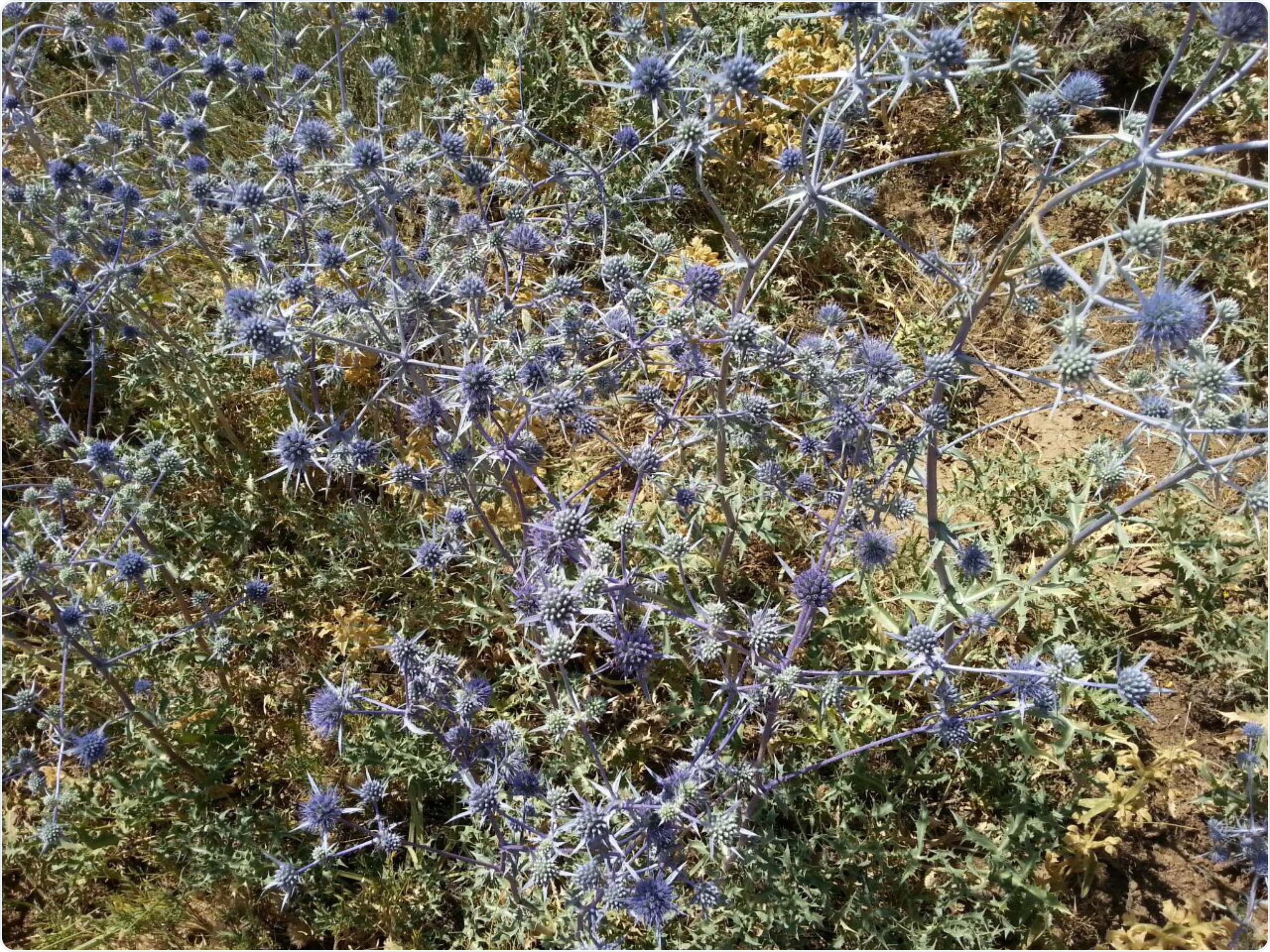 Eryngium campestre