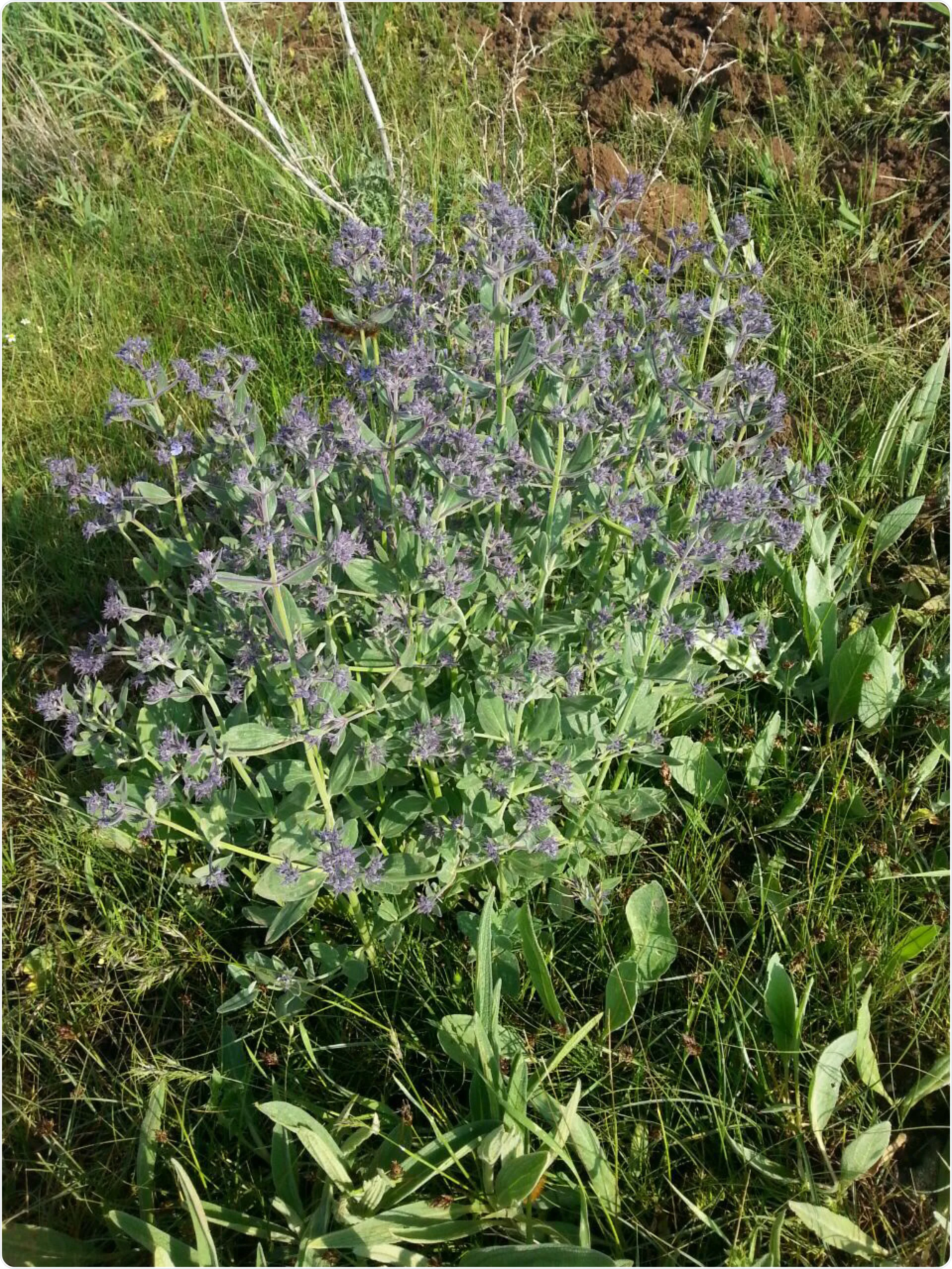 Hypericum perforatum