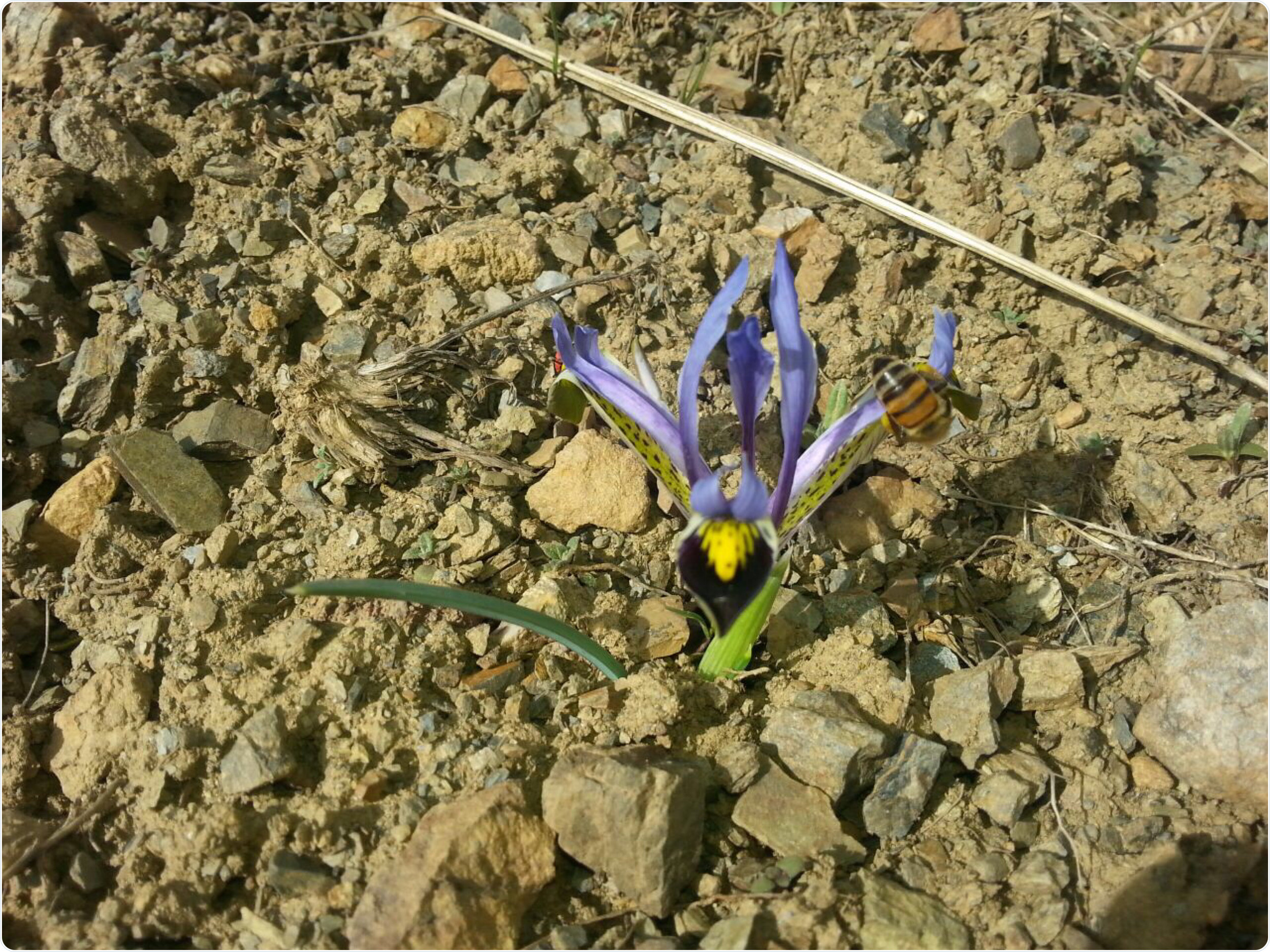  Crocus haussknechtii