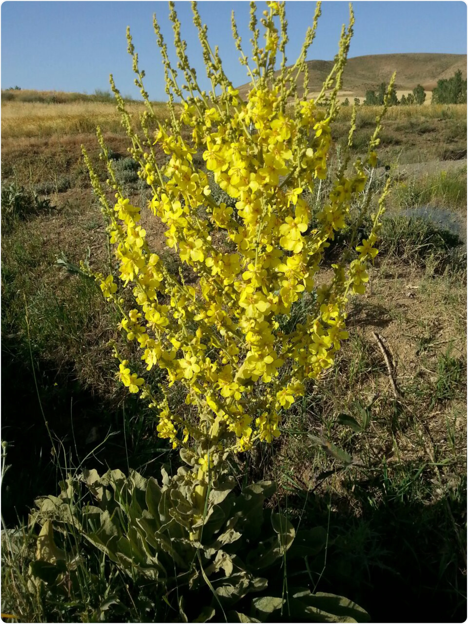 Mullein