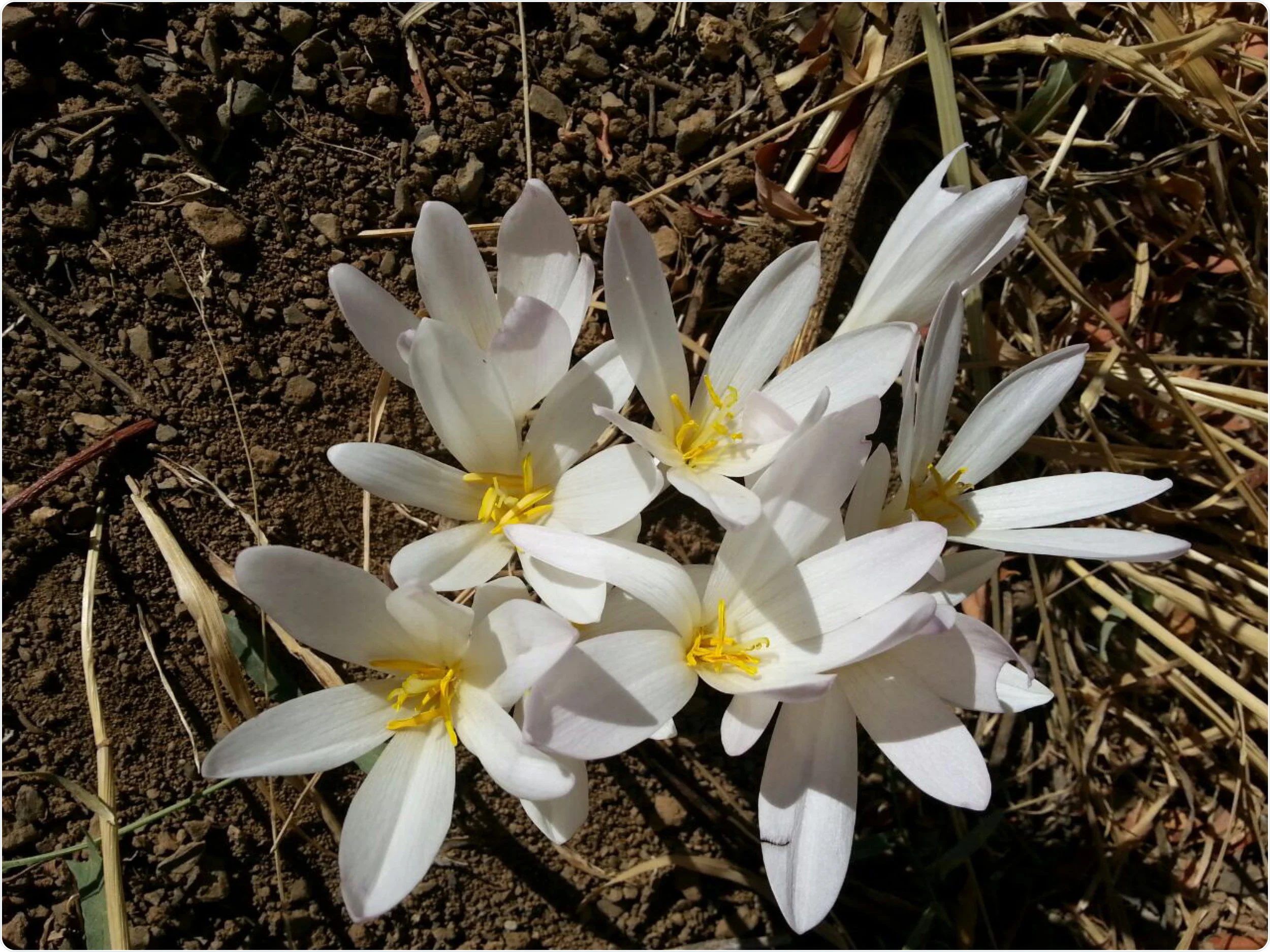  Crocus haussknechtii