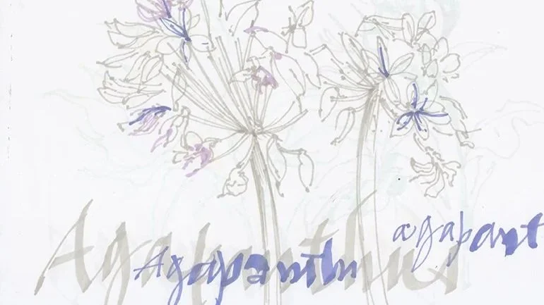 marker-pen-agapanthus-illustration.jpg