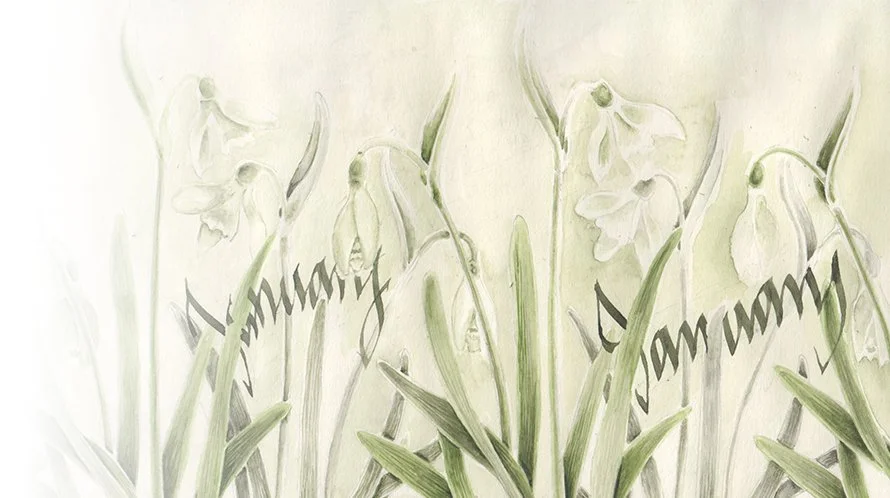 snowdrop-january-calligraphy-watercolour-illustration.jpg
