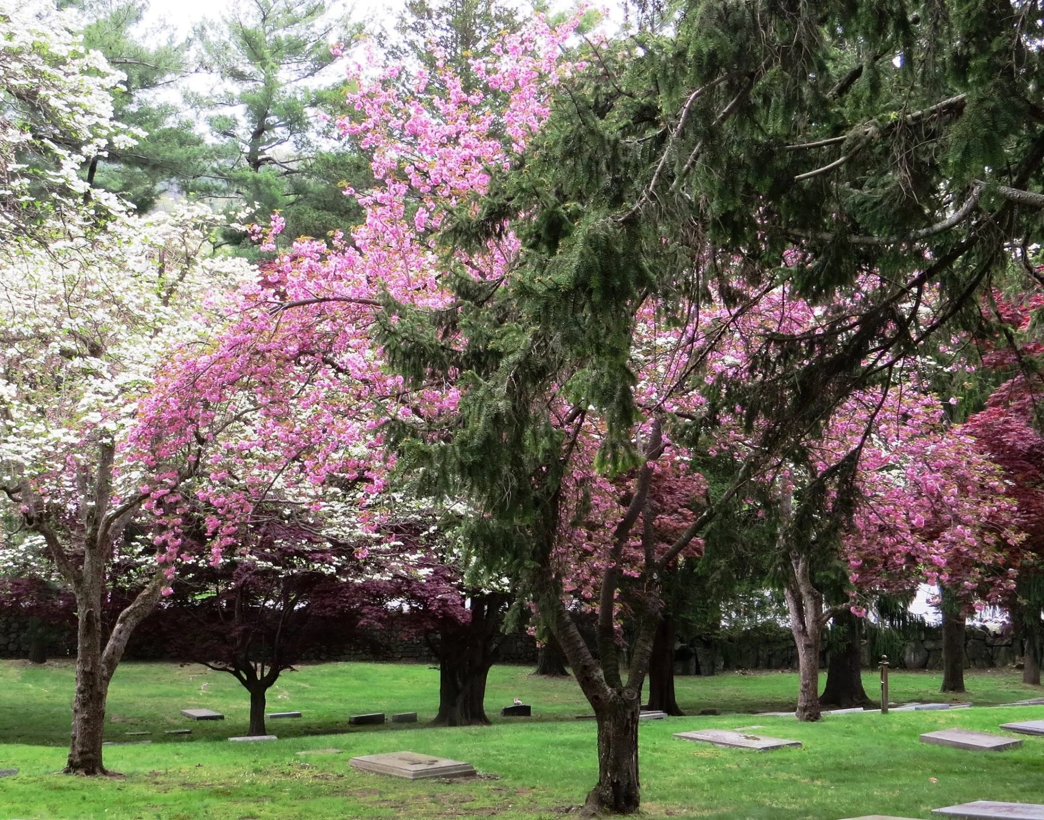 exterior graveyard in spring.jpg