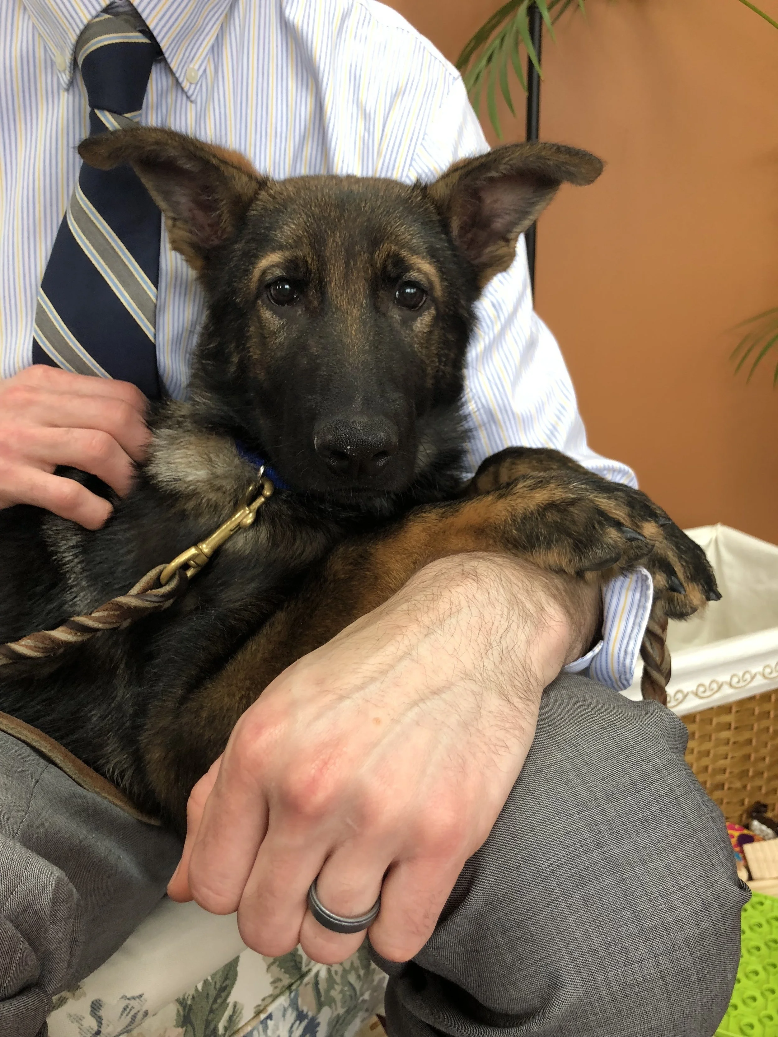 Matt Spilka's (North Haven, CT) three month old fostered German Shepard.