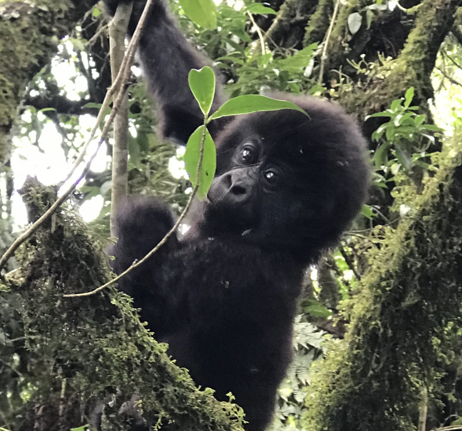 Mountain Gorilla Sanctuary, Rwanda
