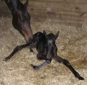 FiBaby030604_01.JPG