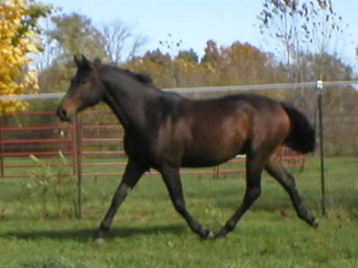 Steptanzer2007.jpg