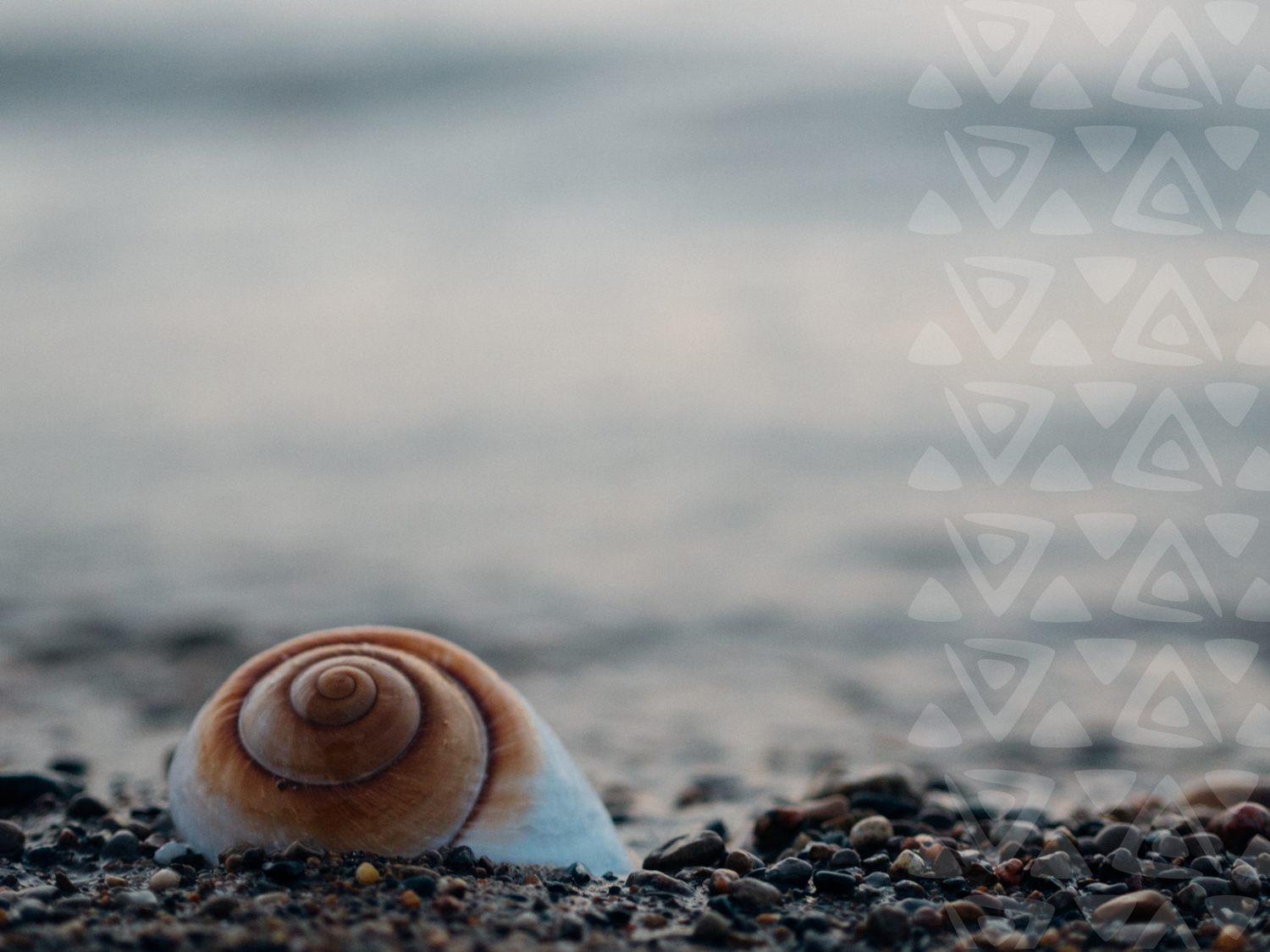 shell-image-w-pattern.jpg