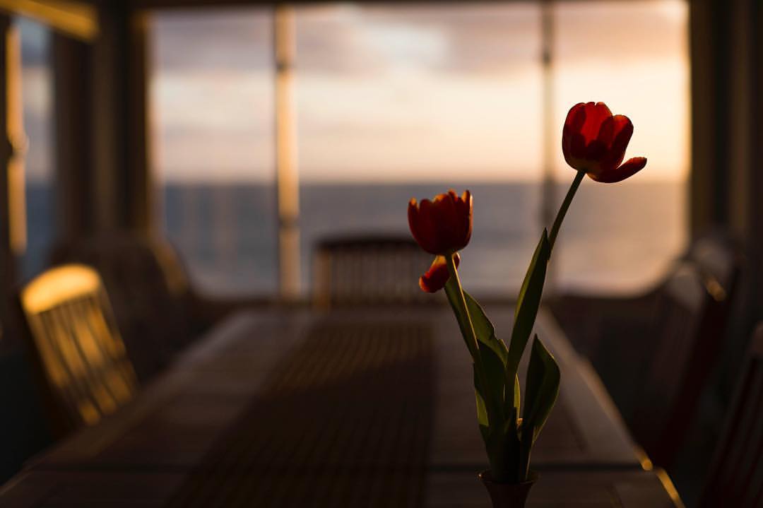 tulips.jpg