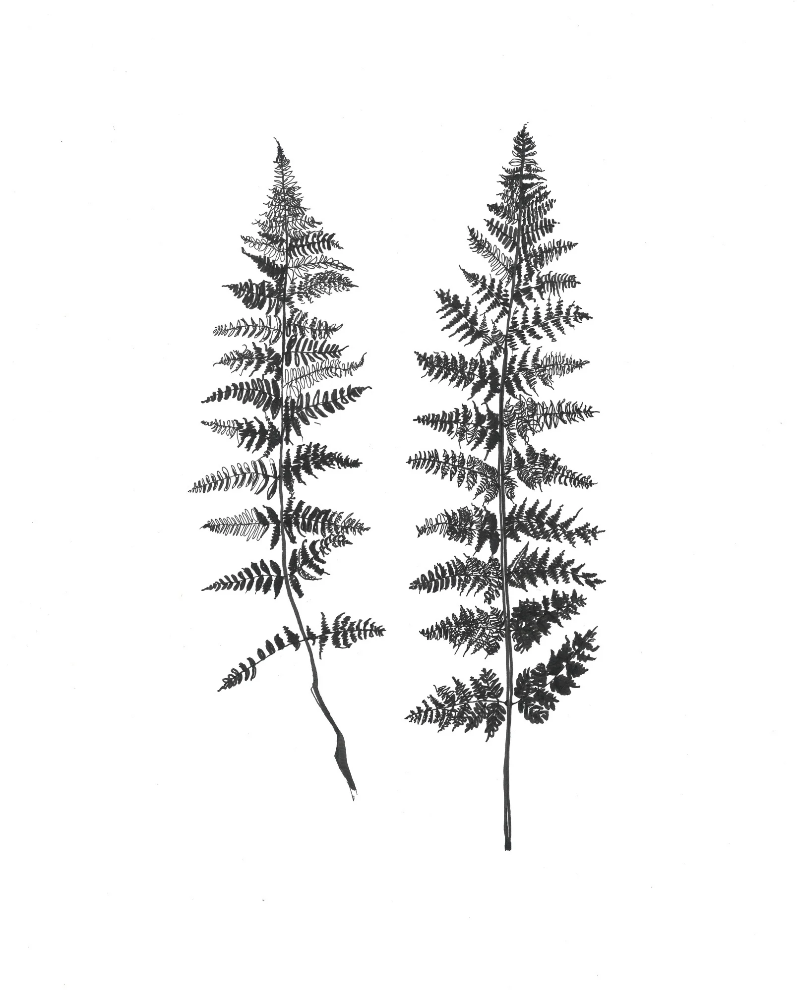 boston_fern.jpg