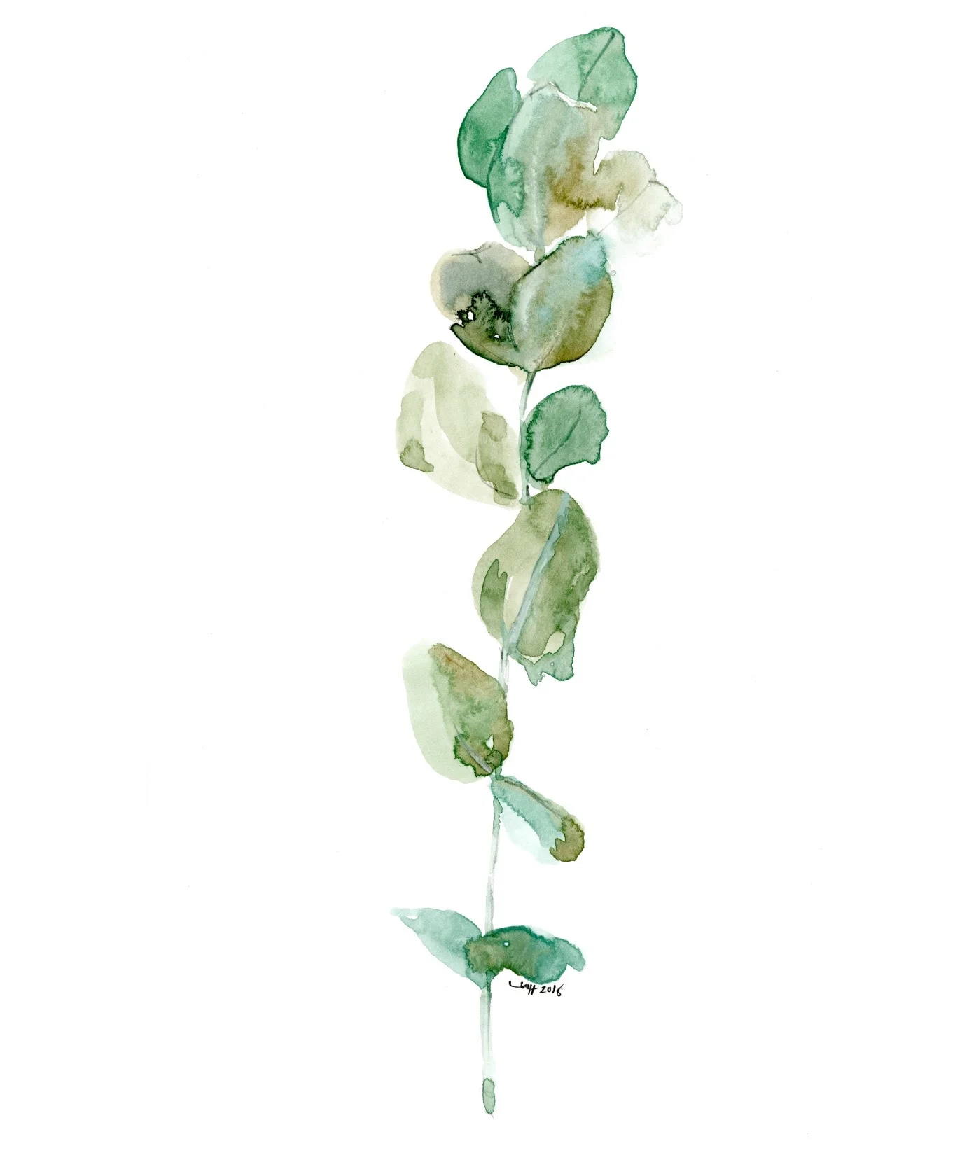 eucalytus_2025.jpg