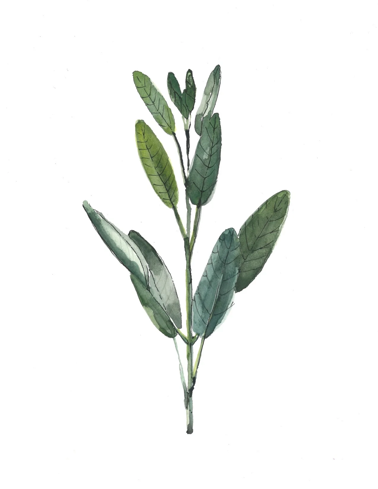 Sage.jpg