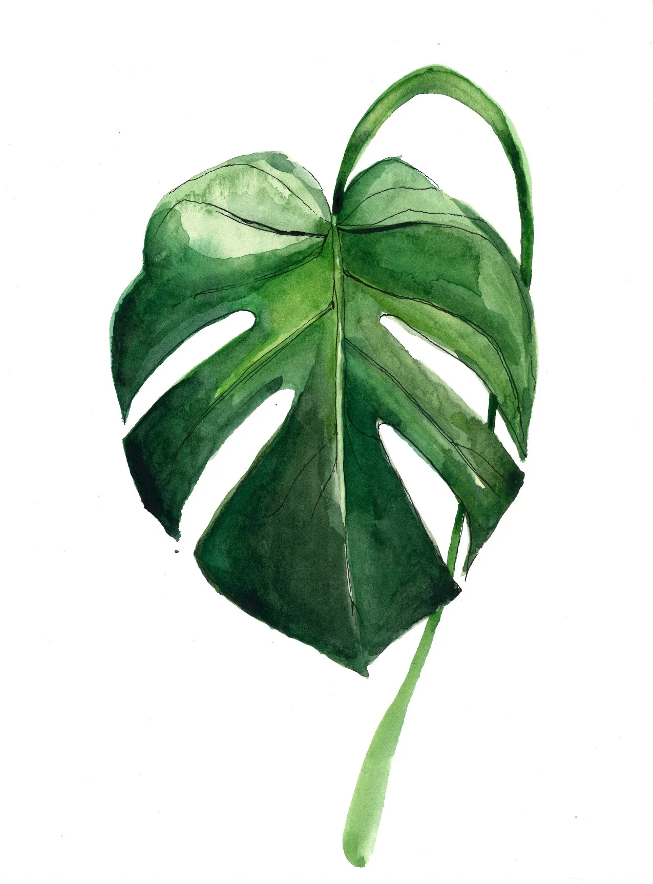 Monstera.jpg