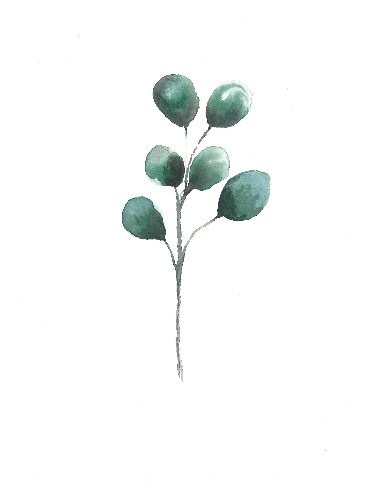 eucalyptus.jpg