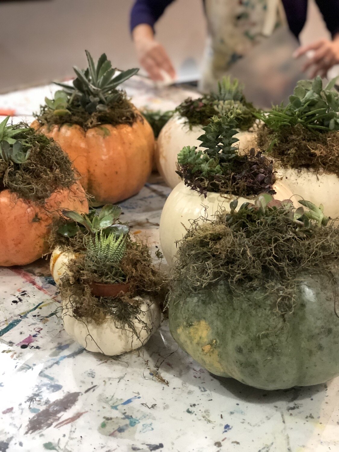 lacott-fineart-pumpkin-succulent-1.jpg