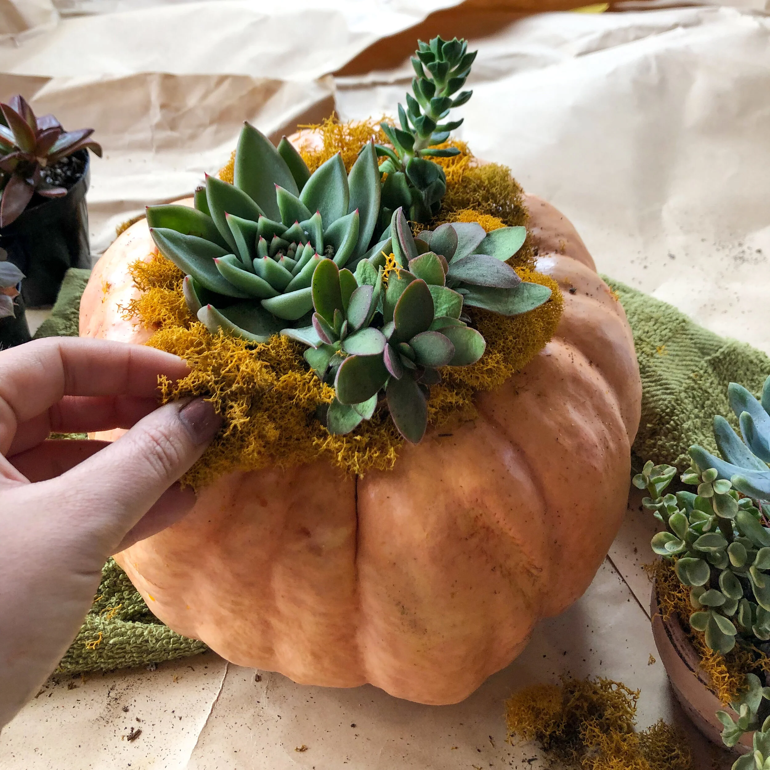 Make Your Own DIY Pumpkin Succulent Planter