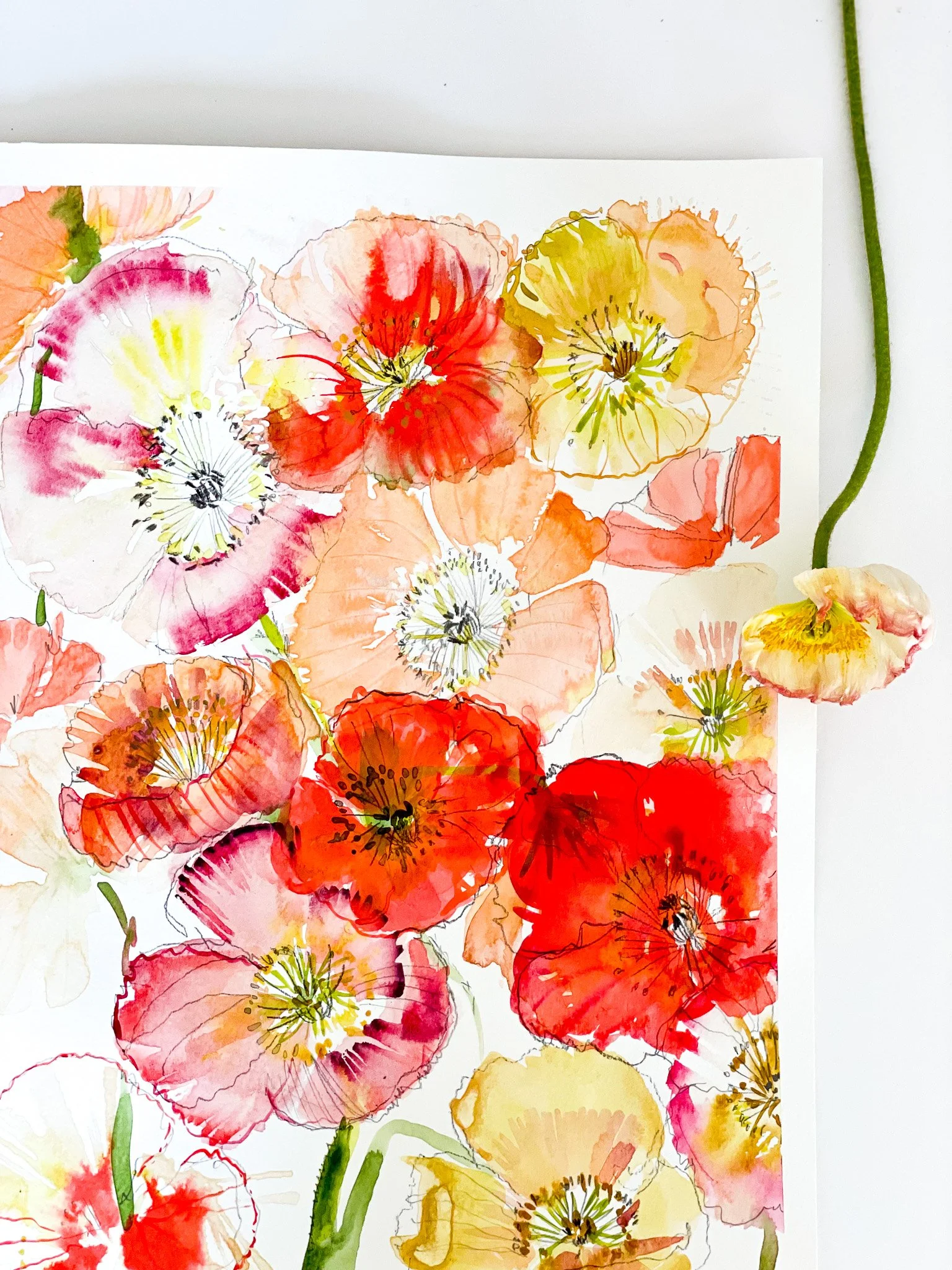 Illustrative Poppies in Watercolor at MUSEjar