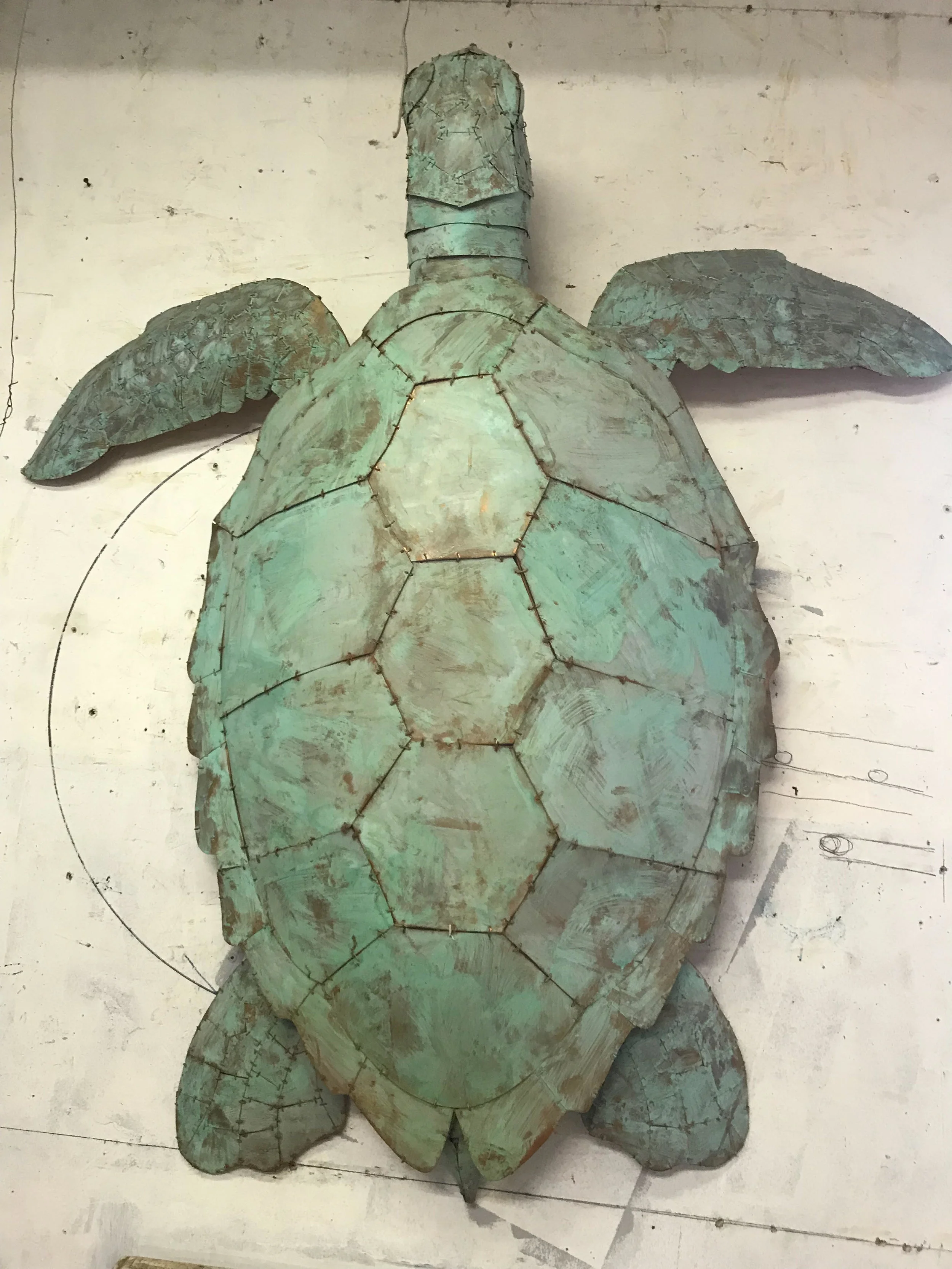 Turtle.jpg