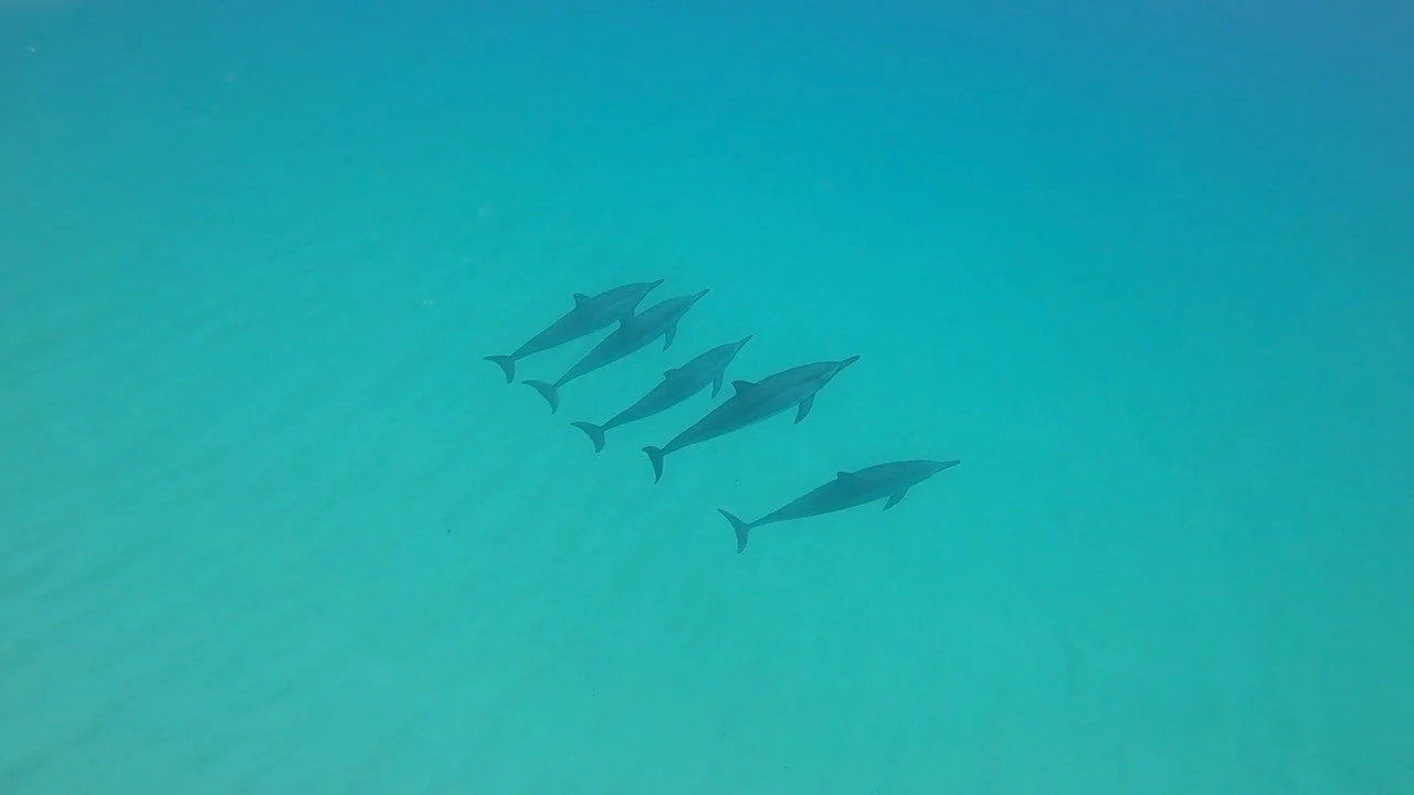 And for Valentine's Day, we bring you...duh...DOLPHINS! ⁠
⁠
Sending LOVE!⁠
⁠
#WeLOVEourjob⁠
#HardestWorkerAward⁠
#Minnow11⁠
#HowLUCKYareWE