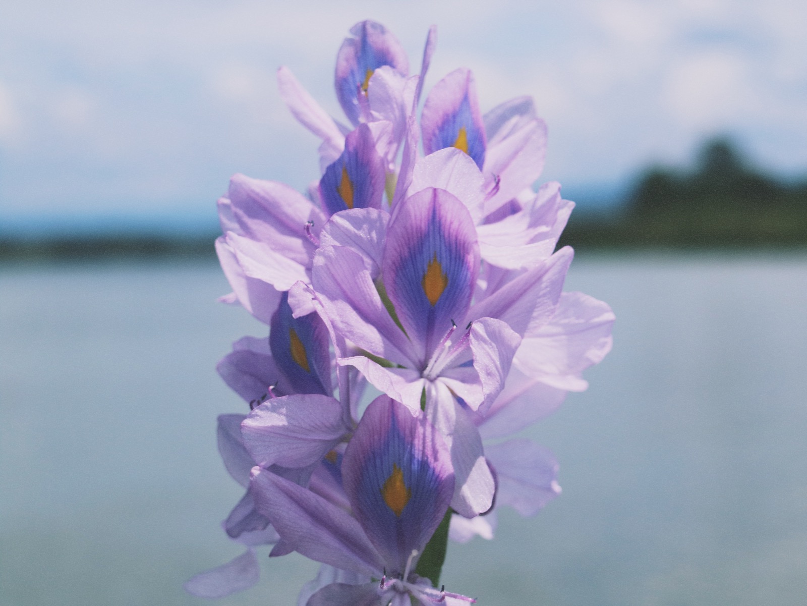 Black river water cruise water hyacinth 