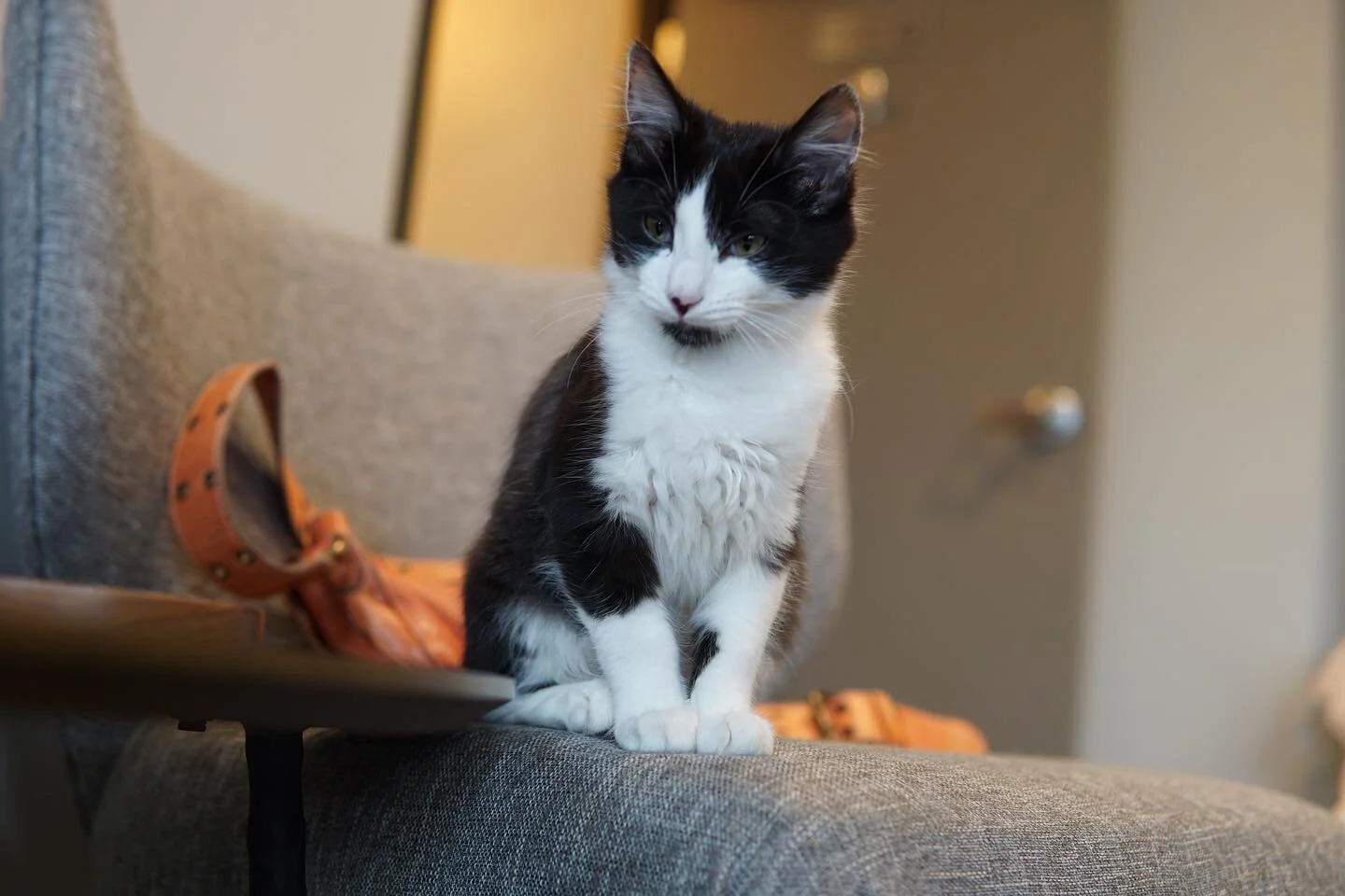 We&rsquo;re missing Dee&rsquo;s cute little face here at the lounge but we know she&rsquo;s having the best time with her furever family😸🤍🖤