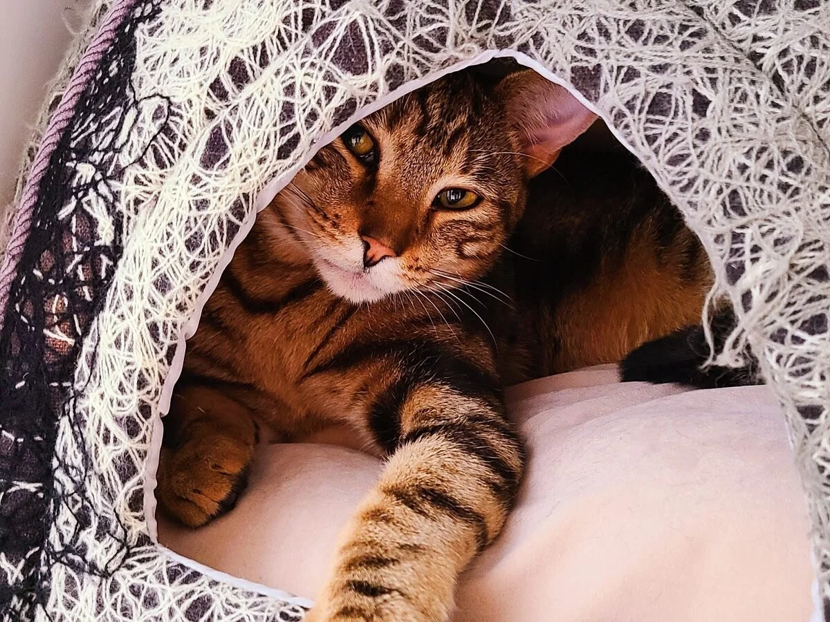 come visit our new furbabies!!!! link in our bio or head to www.whiskersandwinebar.com to reserve now!