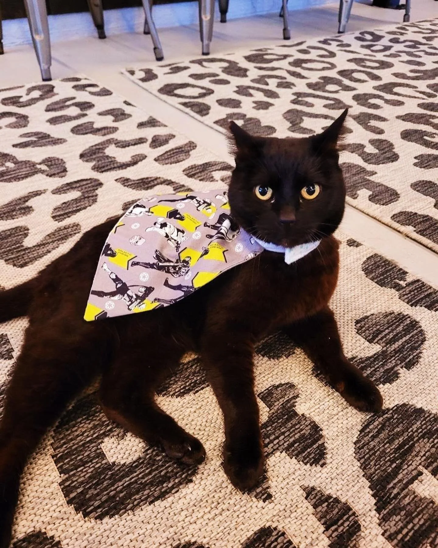 These adorable and stylish cats are waiting to meet you!! 

Head to the link in our bio or www.whiskersandwinebar.com to book a reservation now! Walk-ins welcome too🐾