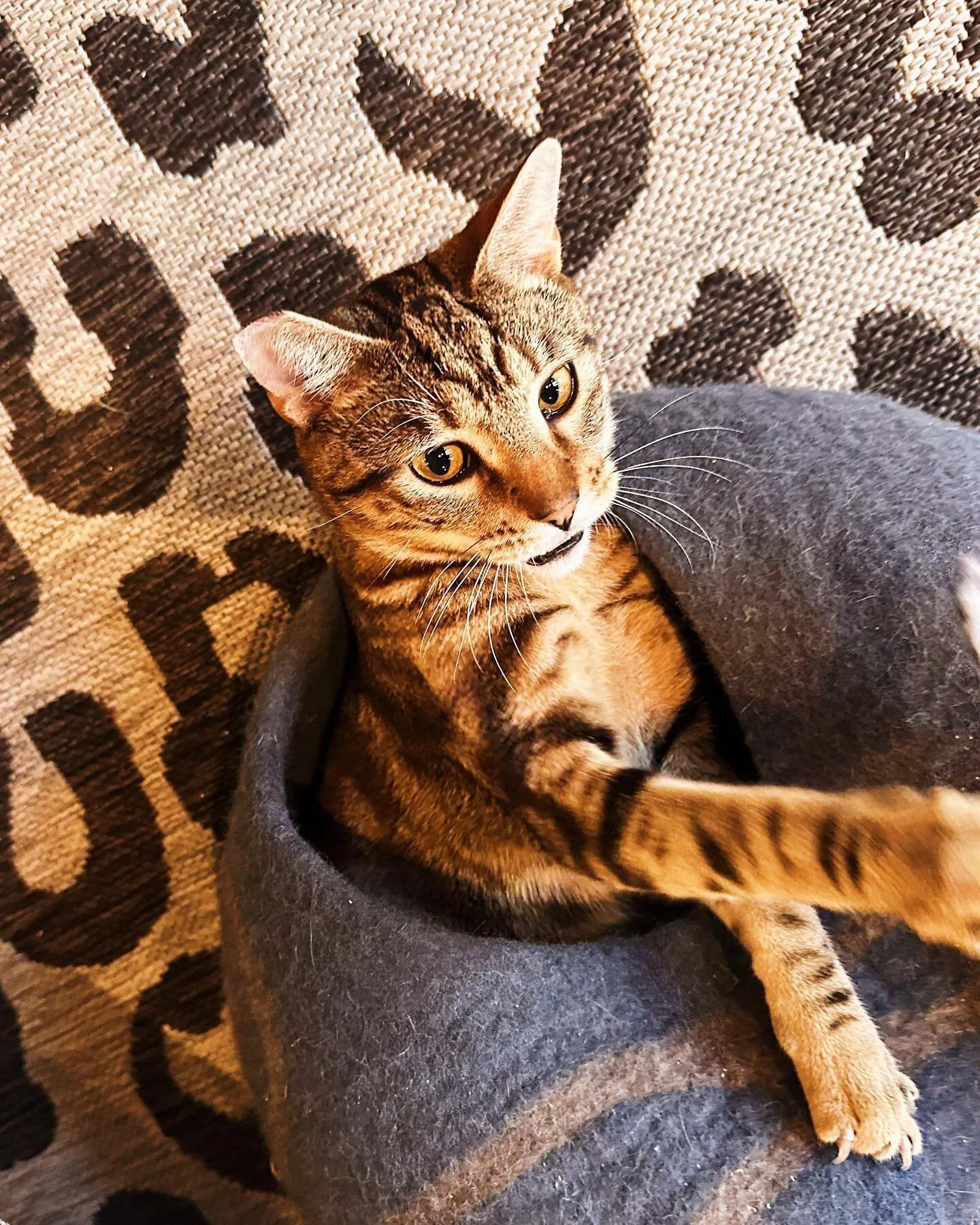 Everyone tell Basil he&rsquo;s the most handsomest cat in the whole world right now!!! OR ELSE😤😡