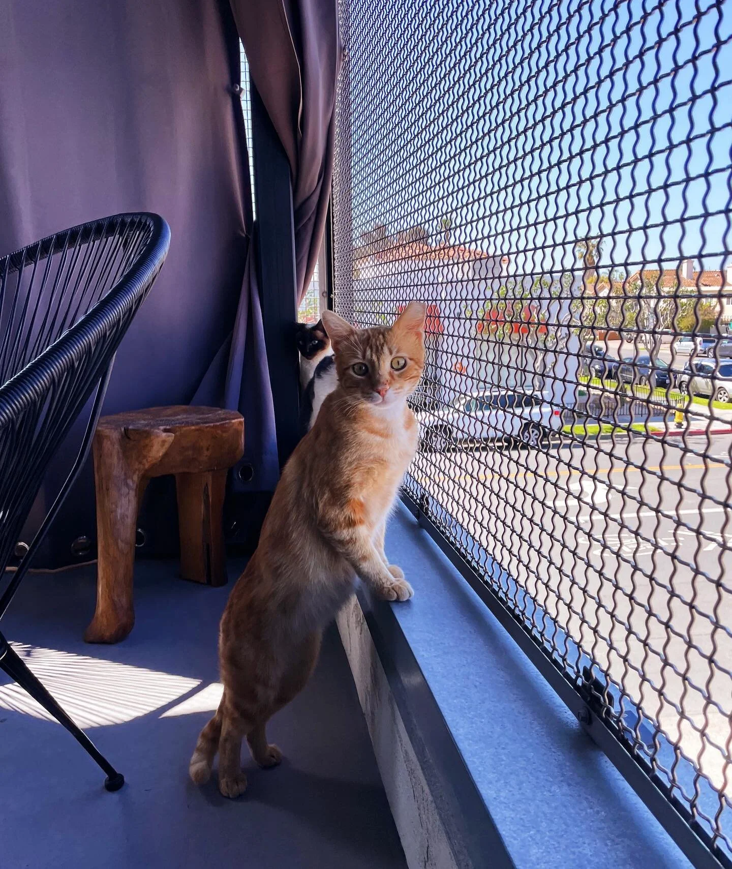 MEET OUR OTHER RESIDENT CAT: ✨LENNY✨ 
 
He loves being a great cat-daddy to all the other kittens in the lounge and enjoys watching the cars go by on sunny days!! 

Come by and give him alllllll the pets and cuddles he deserves hehe🫶🏼 

*still thin