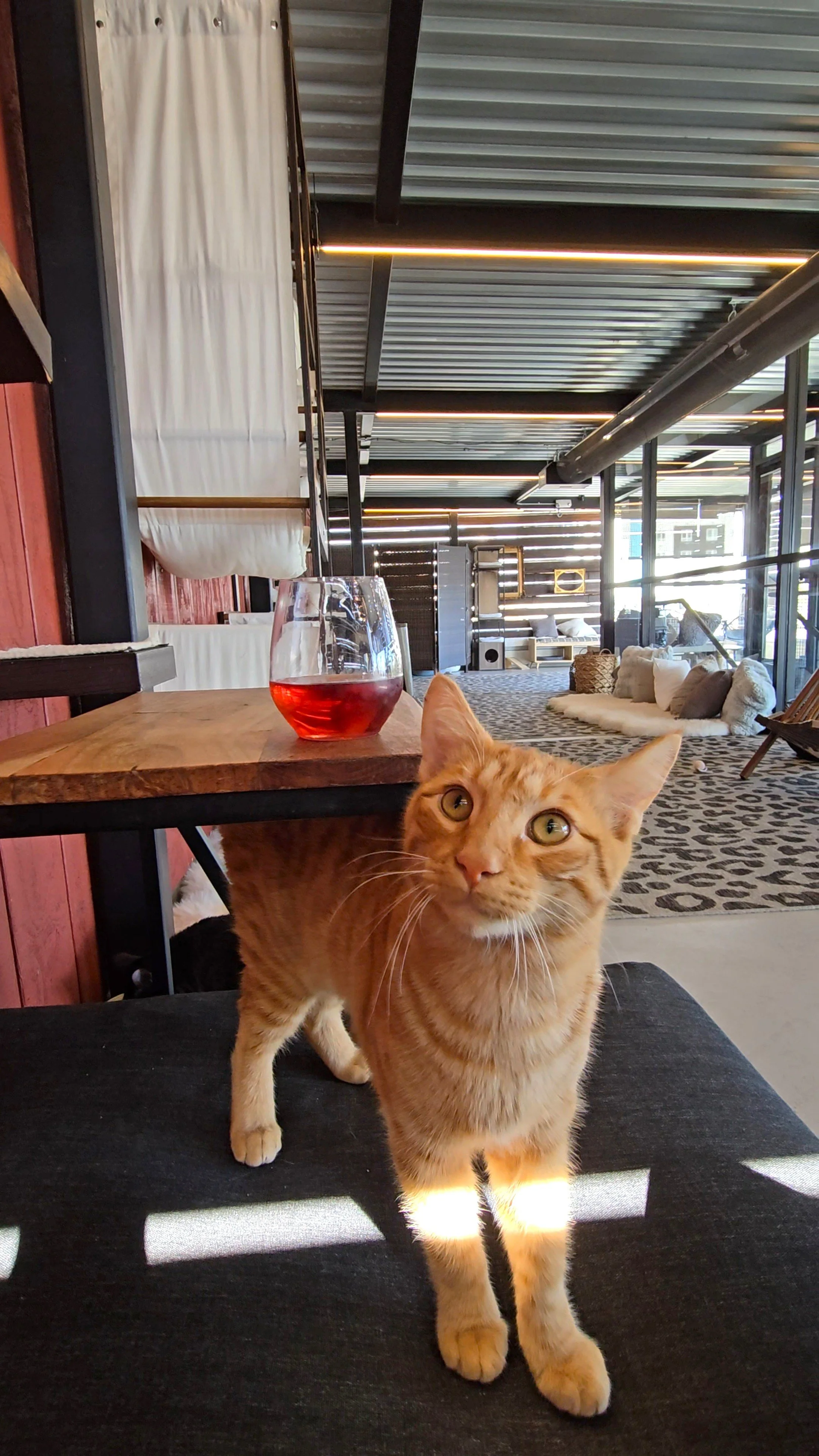Whiskers & Wine Cat Cafe