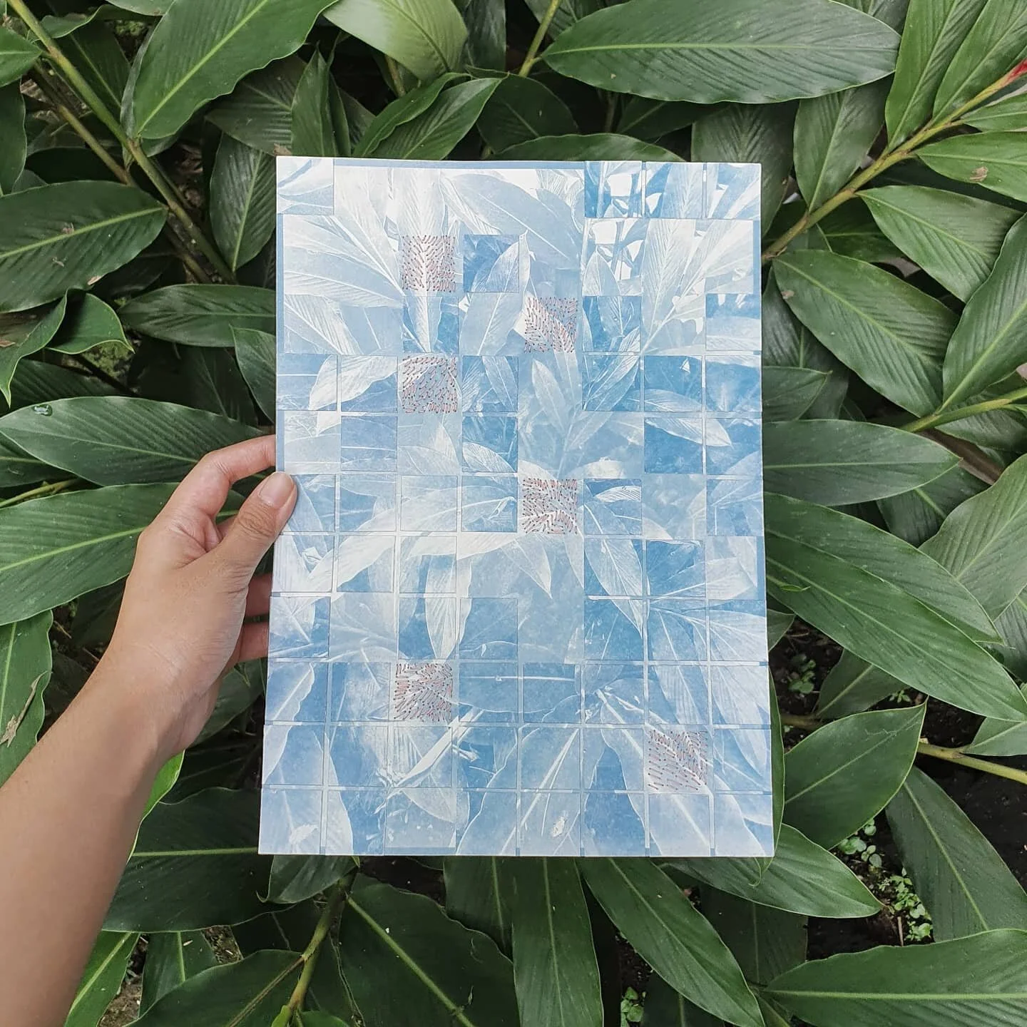 More works made by exploring the backyard 🌱 #cyanotype