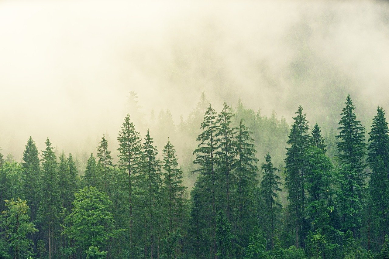 MISTYVILLE WOODS.jpg