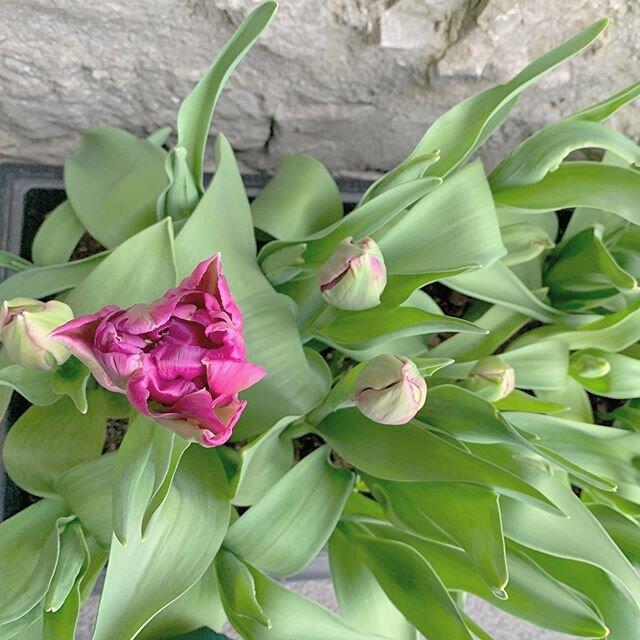 really loving spending some time growing at the moment, spending lots of hours in the garden, with little hands to help. Sown lots of seeds, and then these stunning tulips have popper out during the weekend. Wonder how long they&rsquo;ll last before 