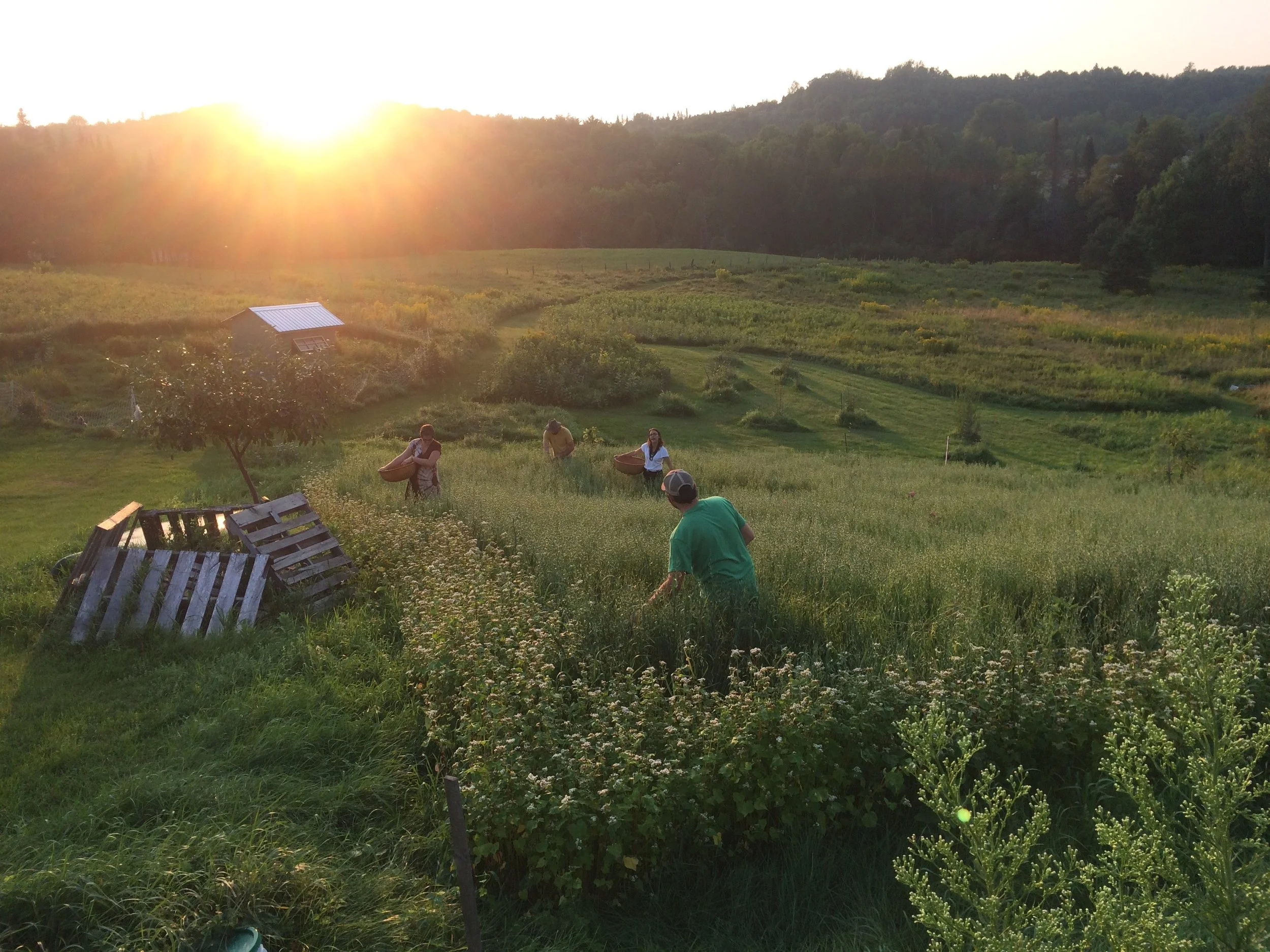 Harvesting the milky tops of oats mid-August 