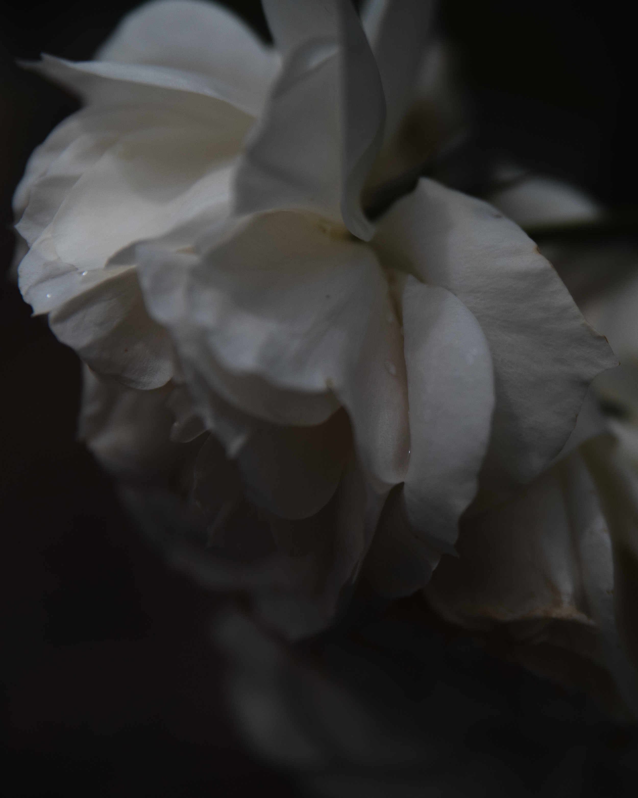 rosegarden-7951.jpg