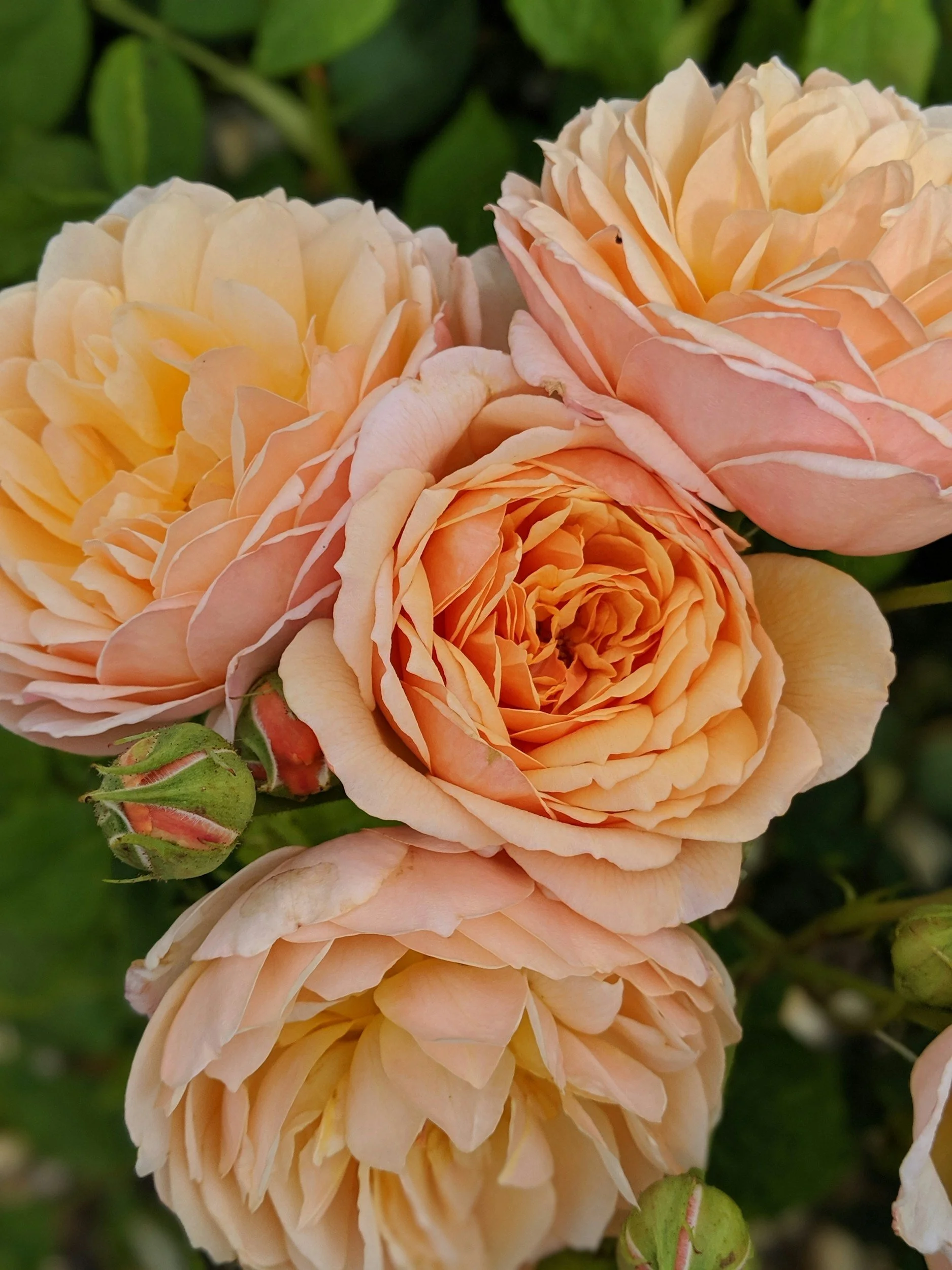 Close-up of peach-colored roses with green leaves in the background.