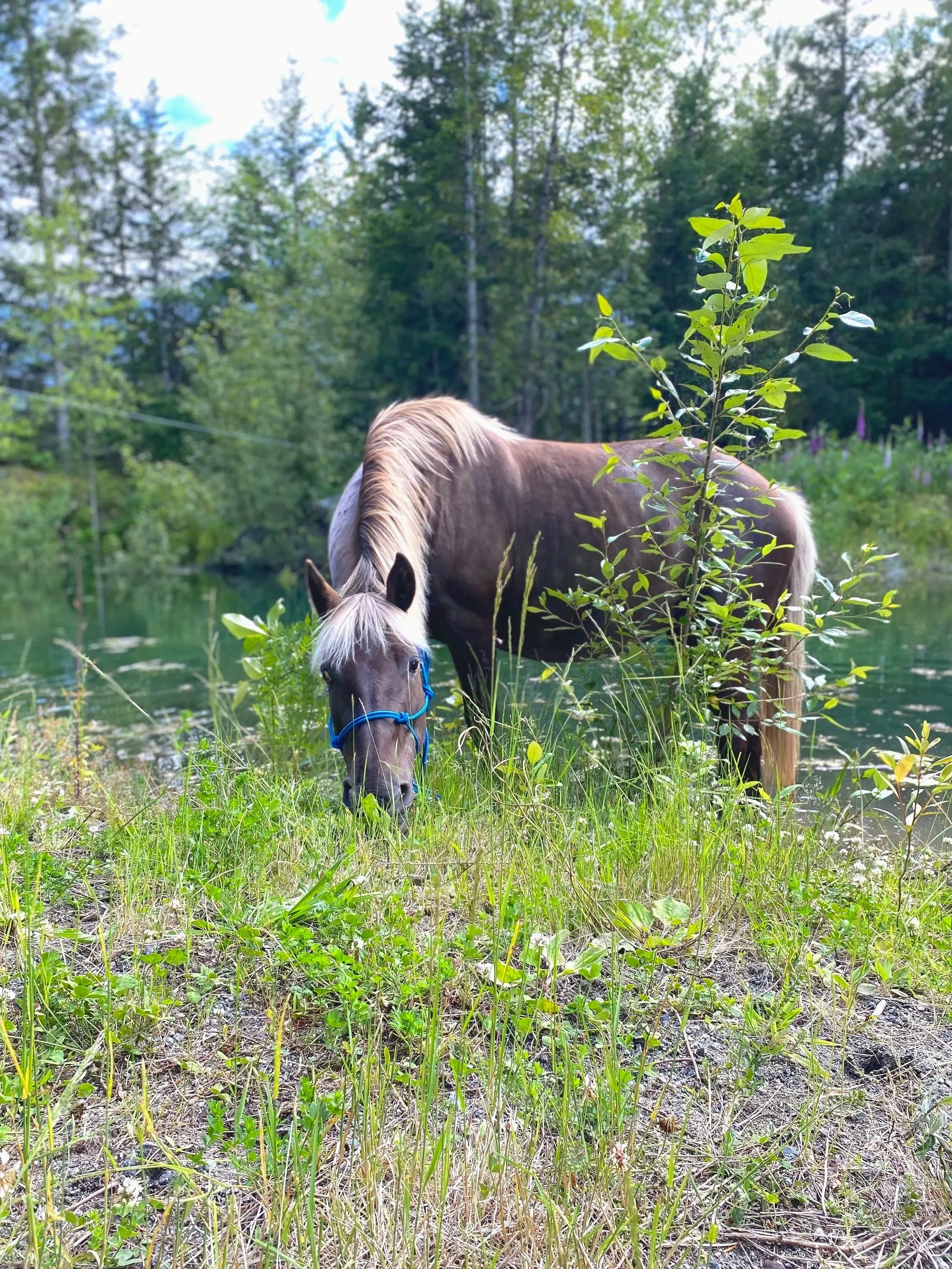 A brown horse with a light mane and blue halter drinking water near a riverbank, surrounded by green grass, bushes, and trees under a partly cloudy sky.