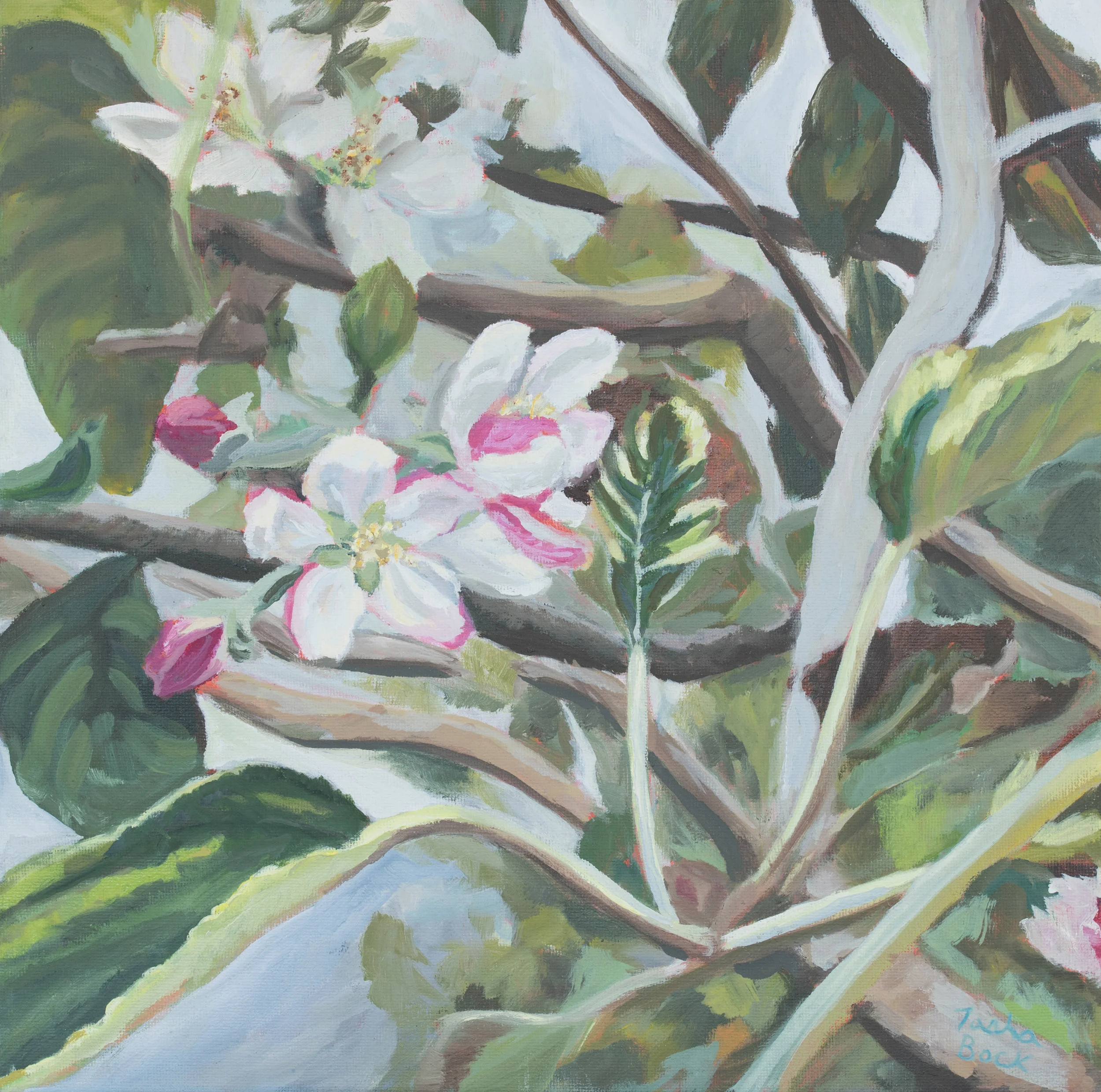 Apple Blossom