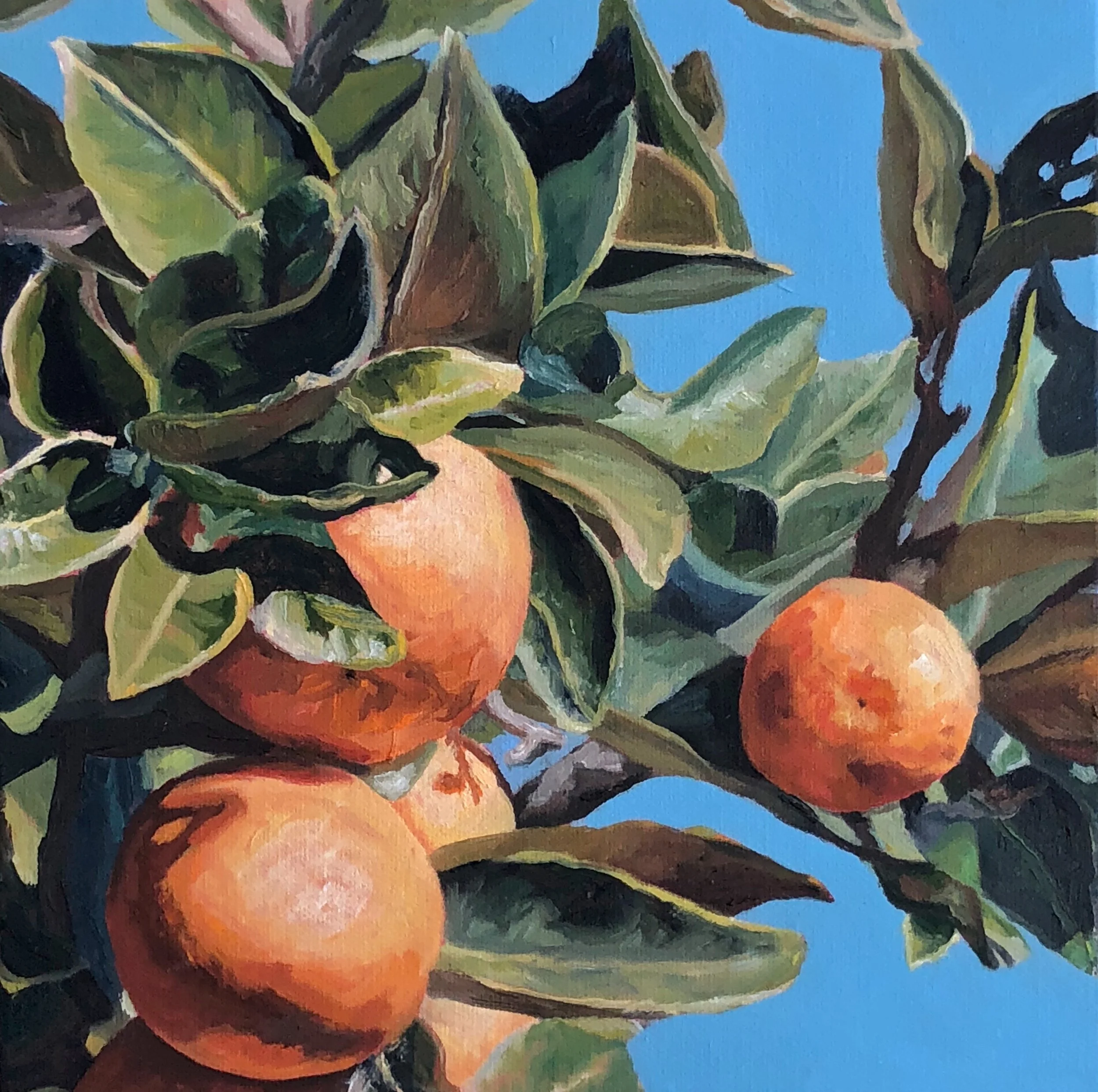 Orchard Citrus 2
