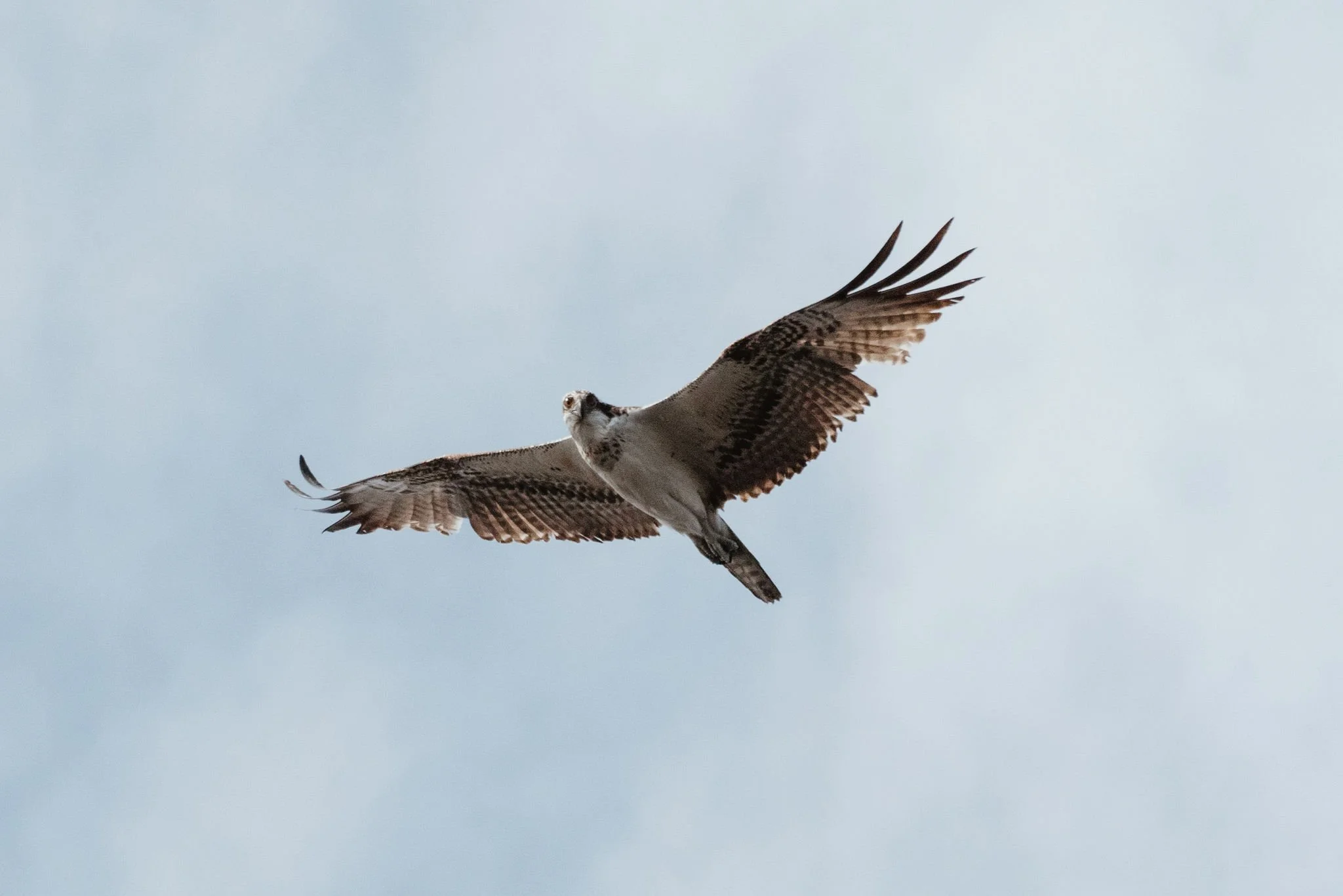 Featherwick-01-2020-Okeechobee-Lawrence-Braun-0194-LB2_1085.jpg
