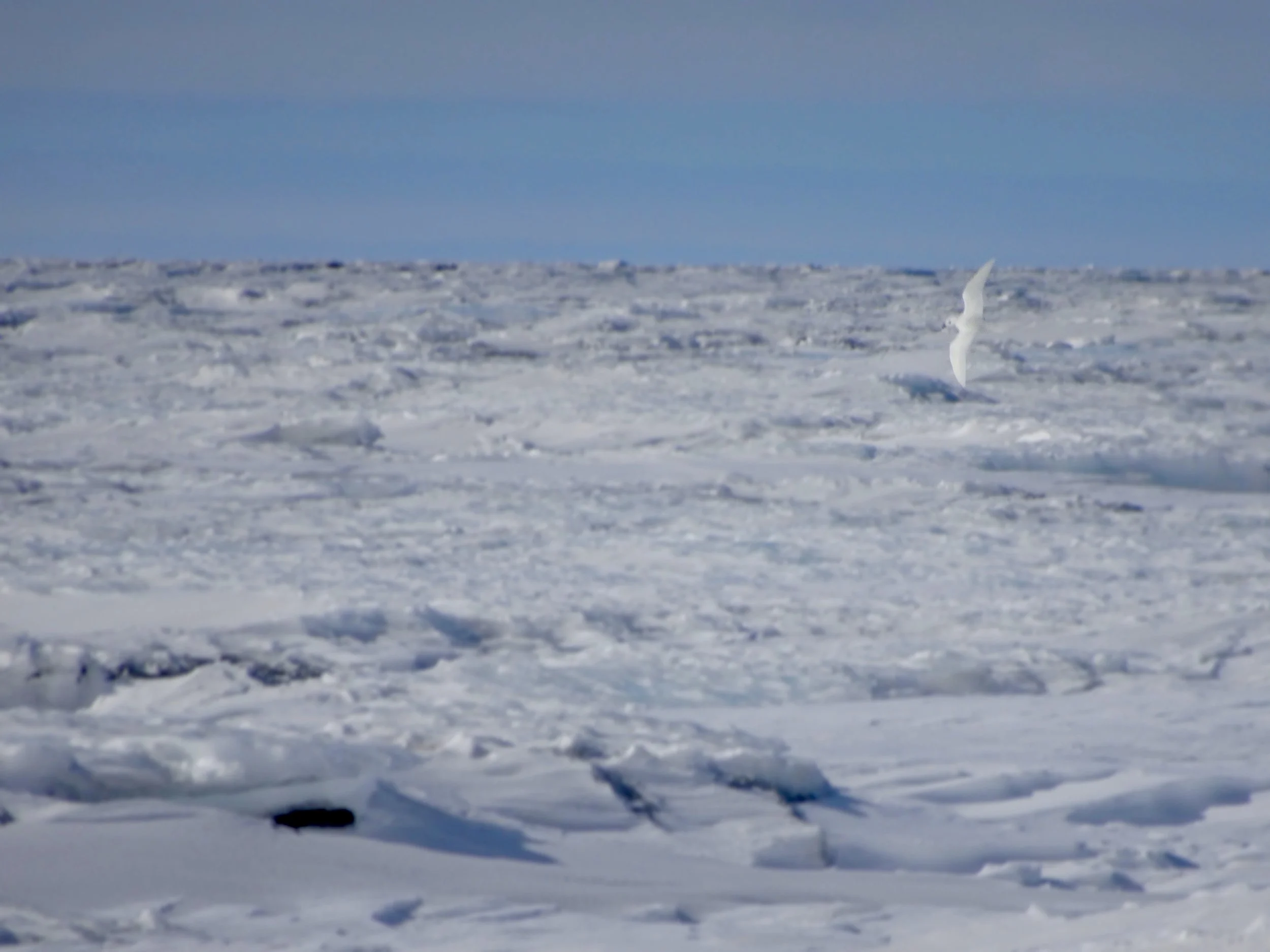 SnowPetrel2 copy.jpg