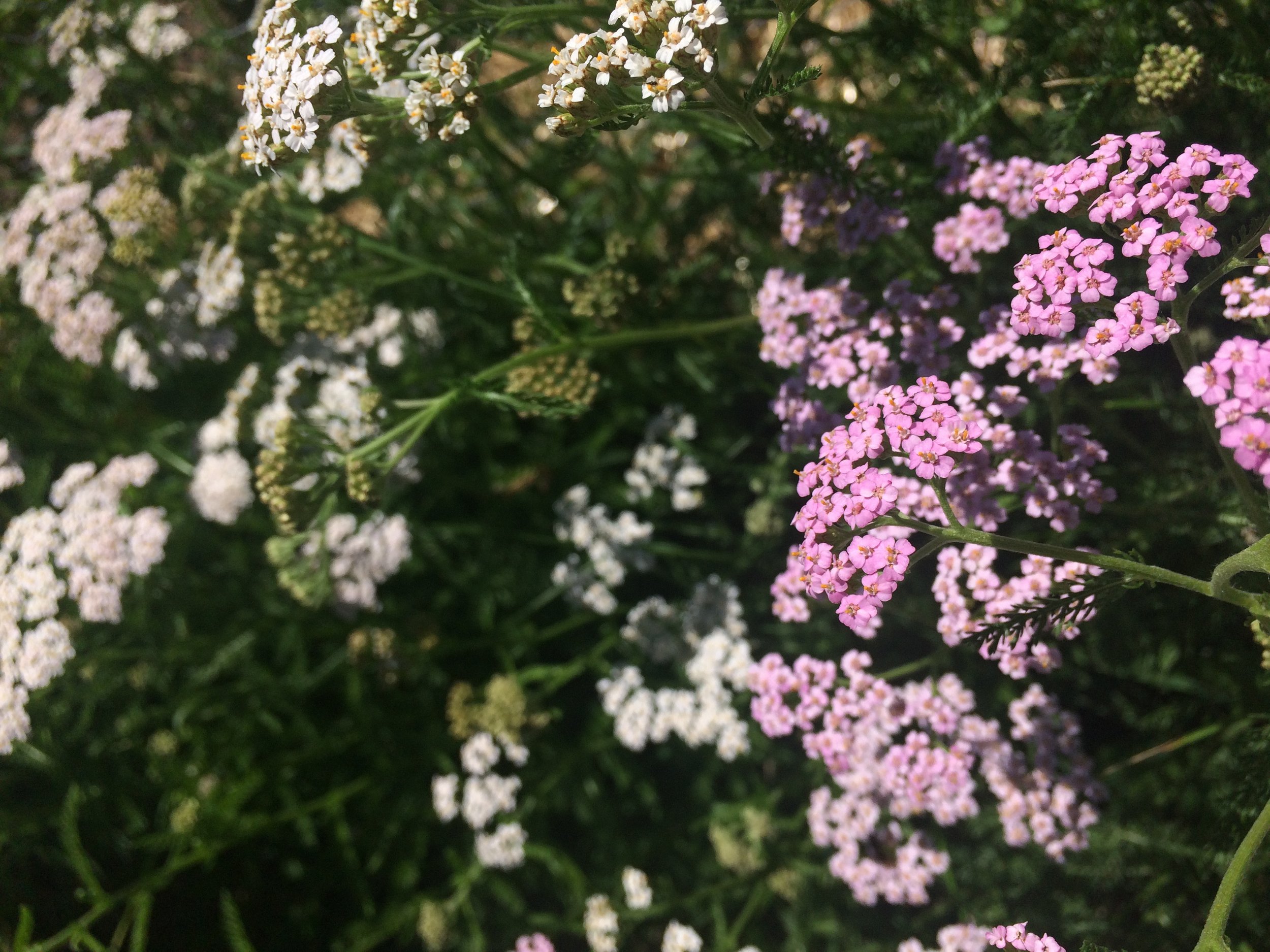 Yarrow