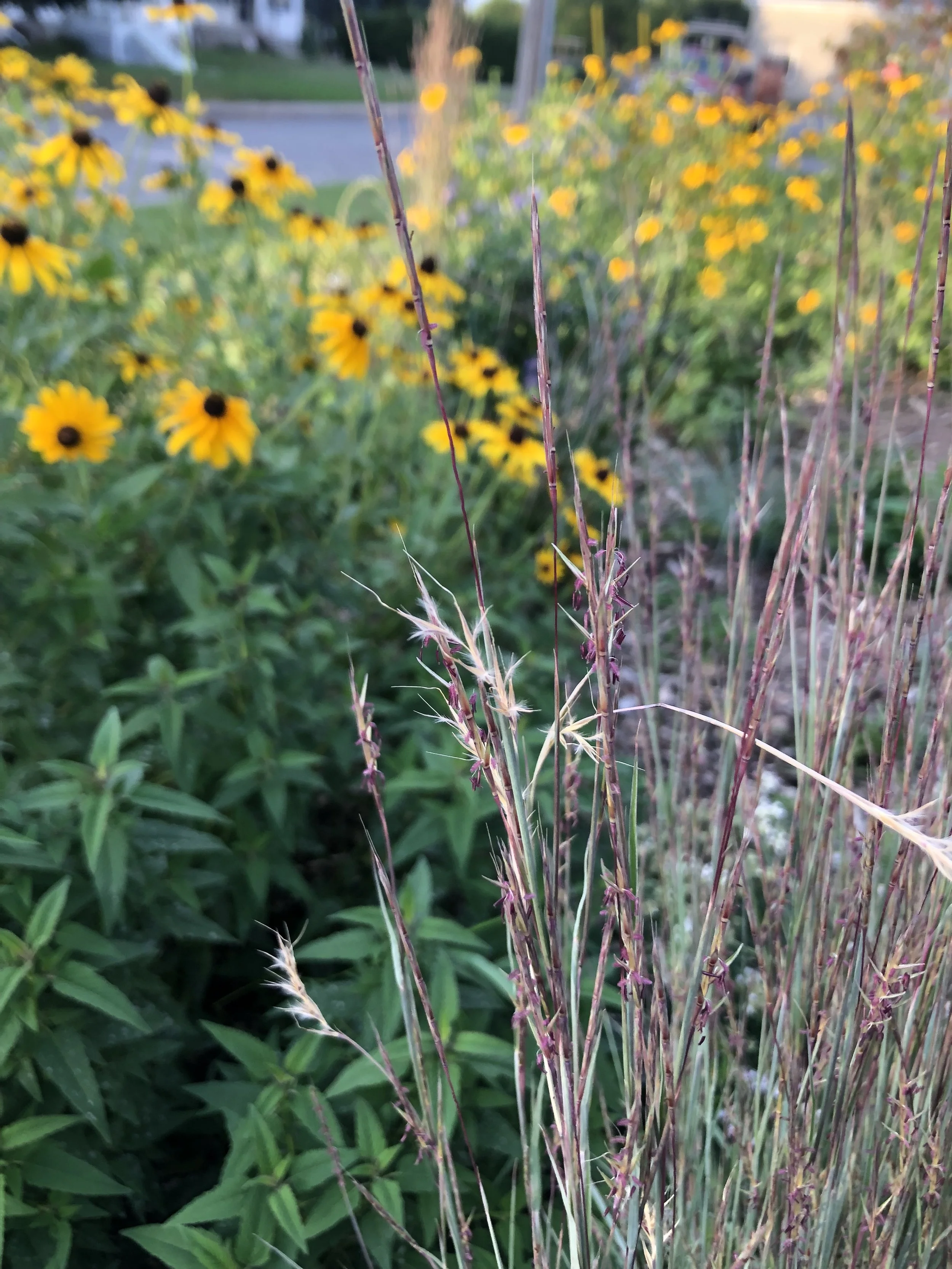 nativeplants2.jpg
