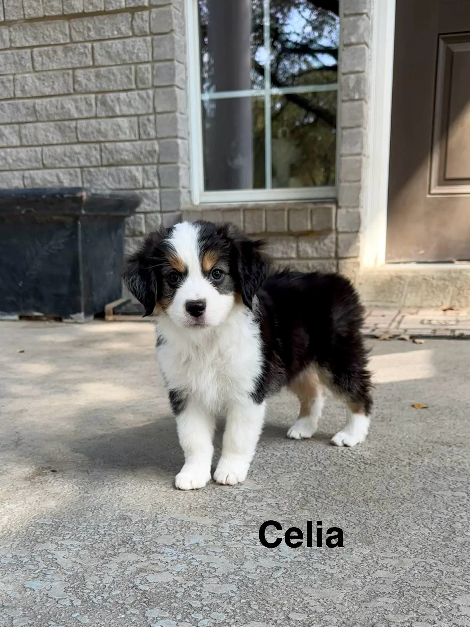 A cute black, white, and tan Australian Shepherd puppy standing on a concrete driveway outside a house with brick walls and a window.
