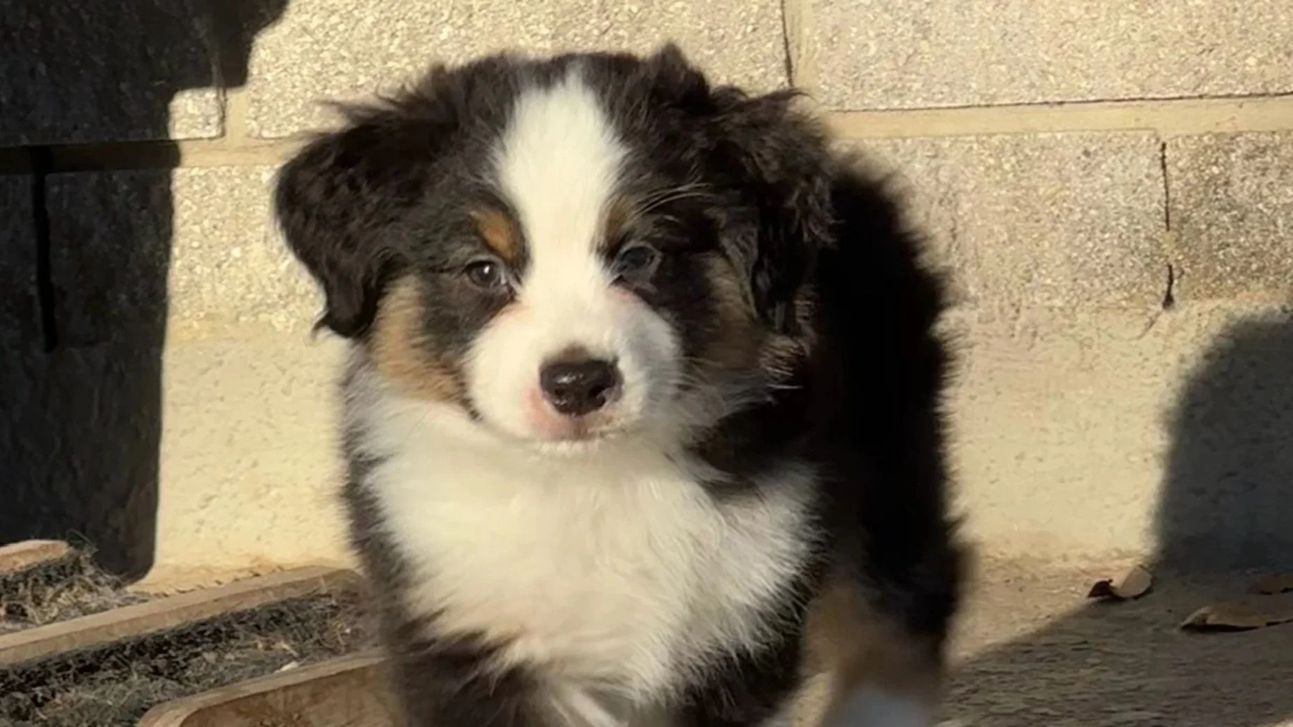 Mini Australian Shepherds: What to Know Before You Adopt