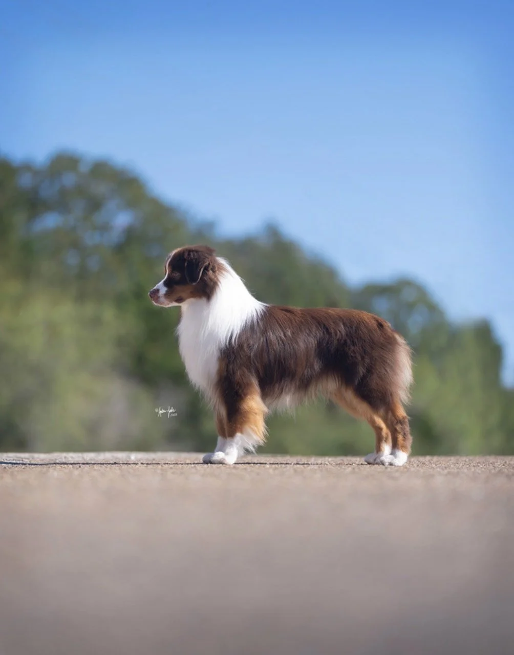 image_123650291 (1).JPG