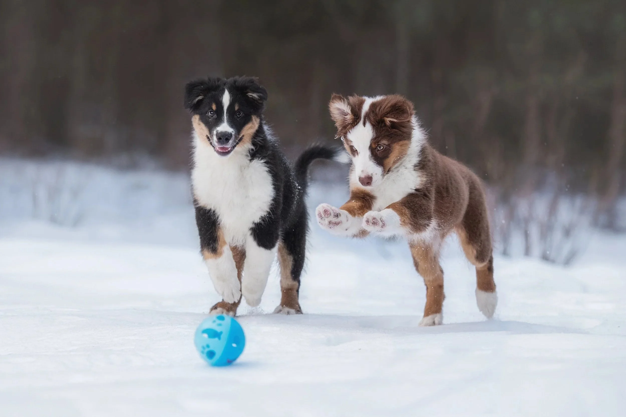 What Makes a Well-Bred Australian Shepherd Puppy? Health, Temperament &amp; Structure Explained