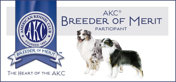 Certificate for AKC Breeder of Merit for Mini American Shepherd (mini aussie), and Australian Shepherd